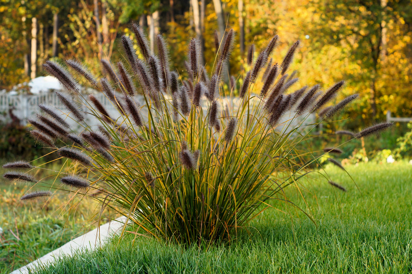 10 Dwarf BLACK FOUNTAIN GRASS Pennisetum Alopecuroides Viridescens Hardy Ornamental Seeds