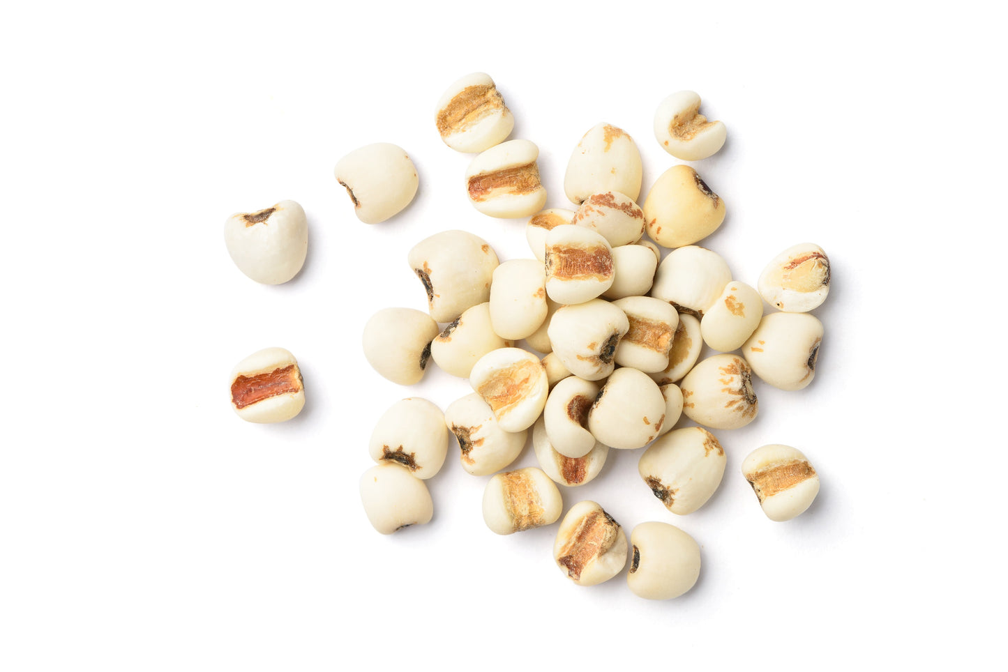 20 JOBS TEARS (Jobi / Coix / Yi Yi Ren / Junos Tears) Coix Lacryma Vegetable Seeds