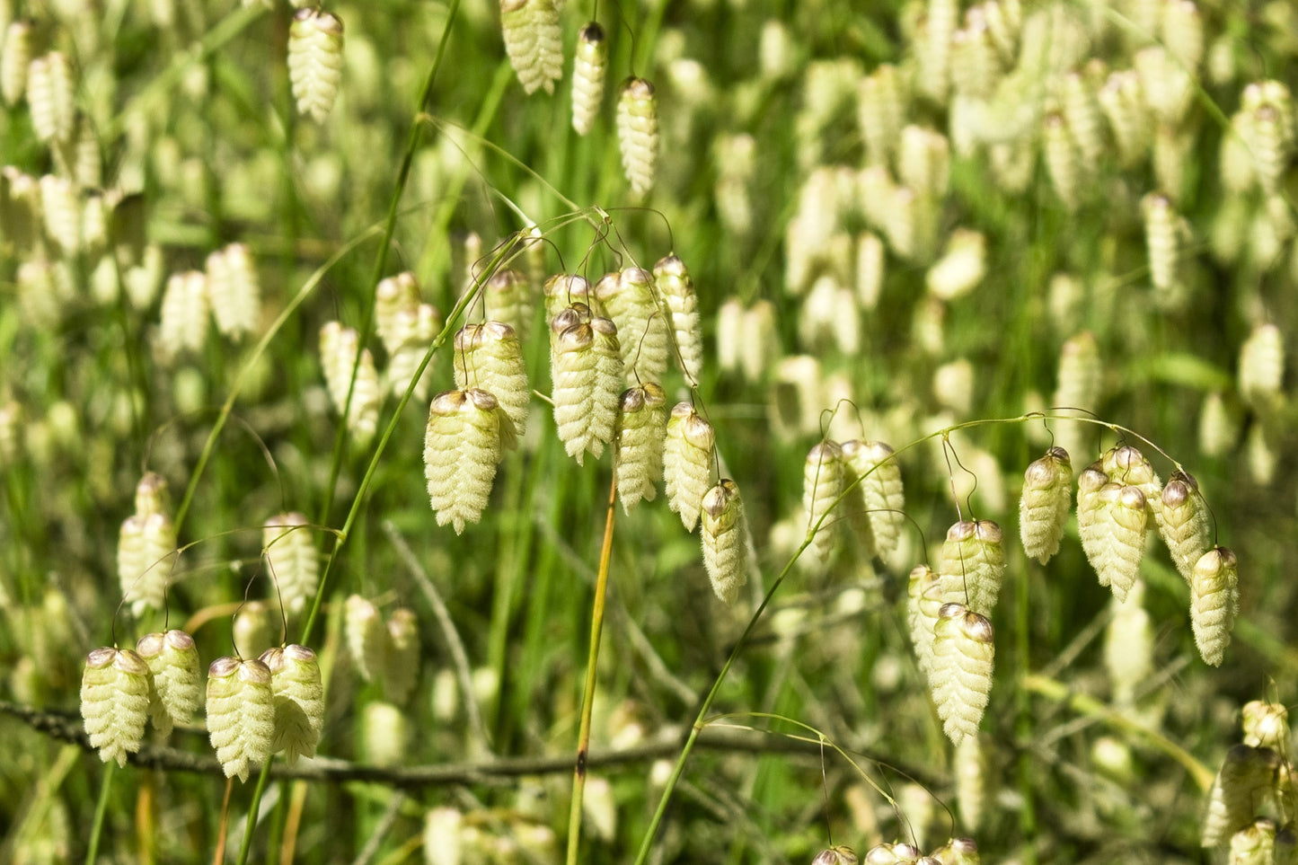100 QUAKING GRASS (Rattlesnake Grass) Briza Maxima Seeds