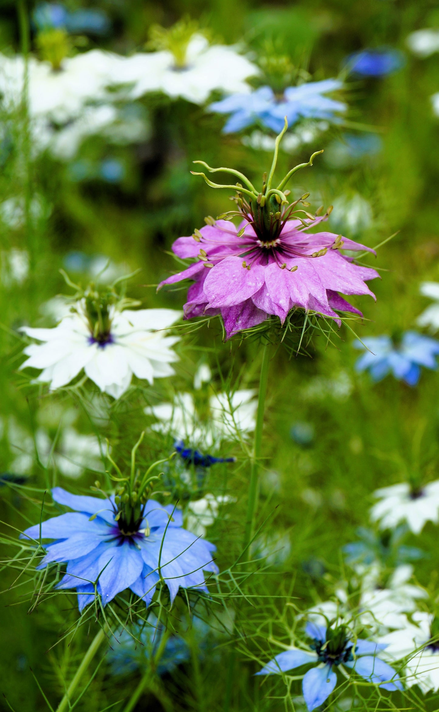 500 LOVE In A MIST PERSIAN Jewels Mixed Colors (Fennel Flower) Nigella Damascena Flower Seeds