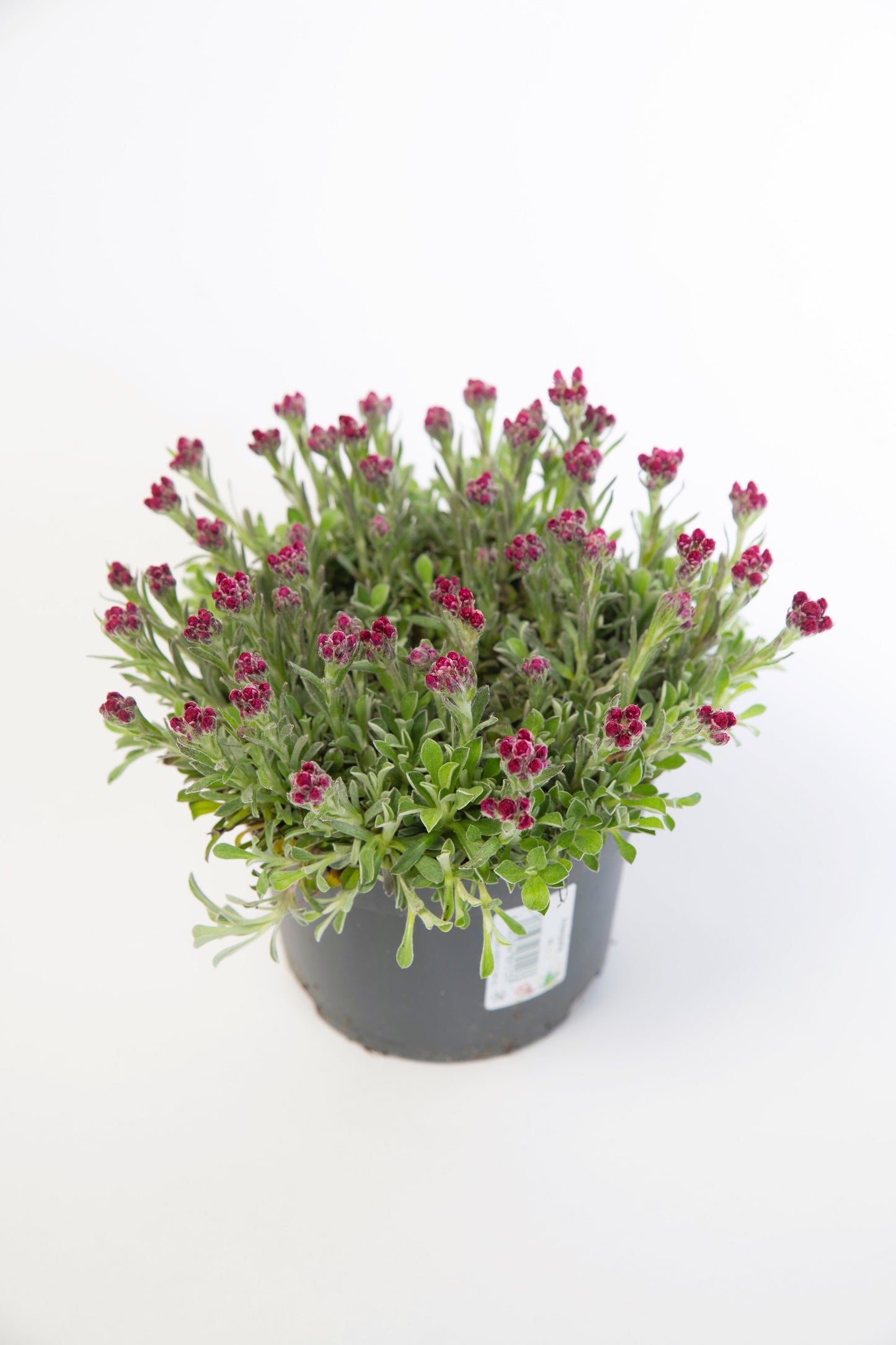 20 RED PUSSYTOES Antennaria Dioica Rubra Everlasting Flower Seeds