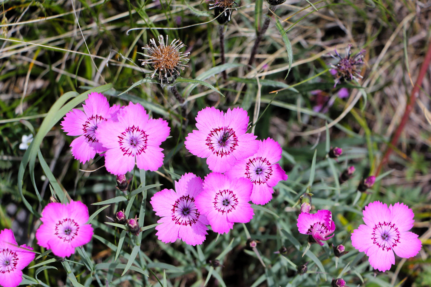 550 MAIDEN PINKS Mixed Colors Dianthus Deltoides Flower Seeds