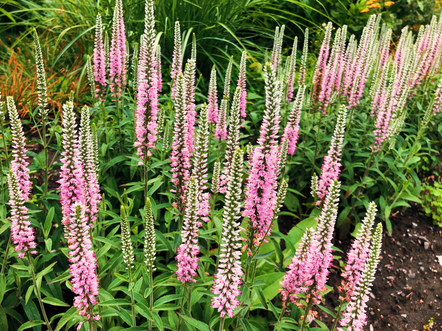 50 Pink VERONICA Longifolia / SPIKE SPEEDWELL Flower Seeds