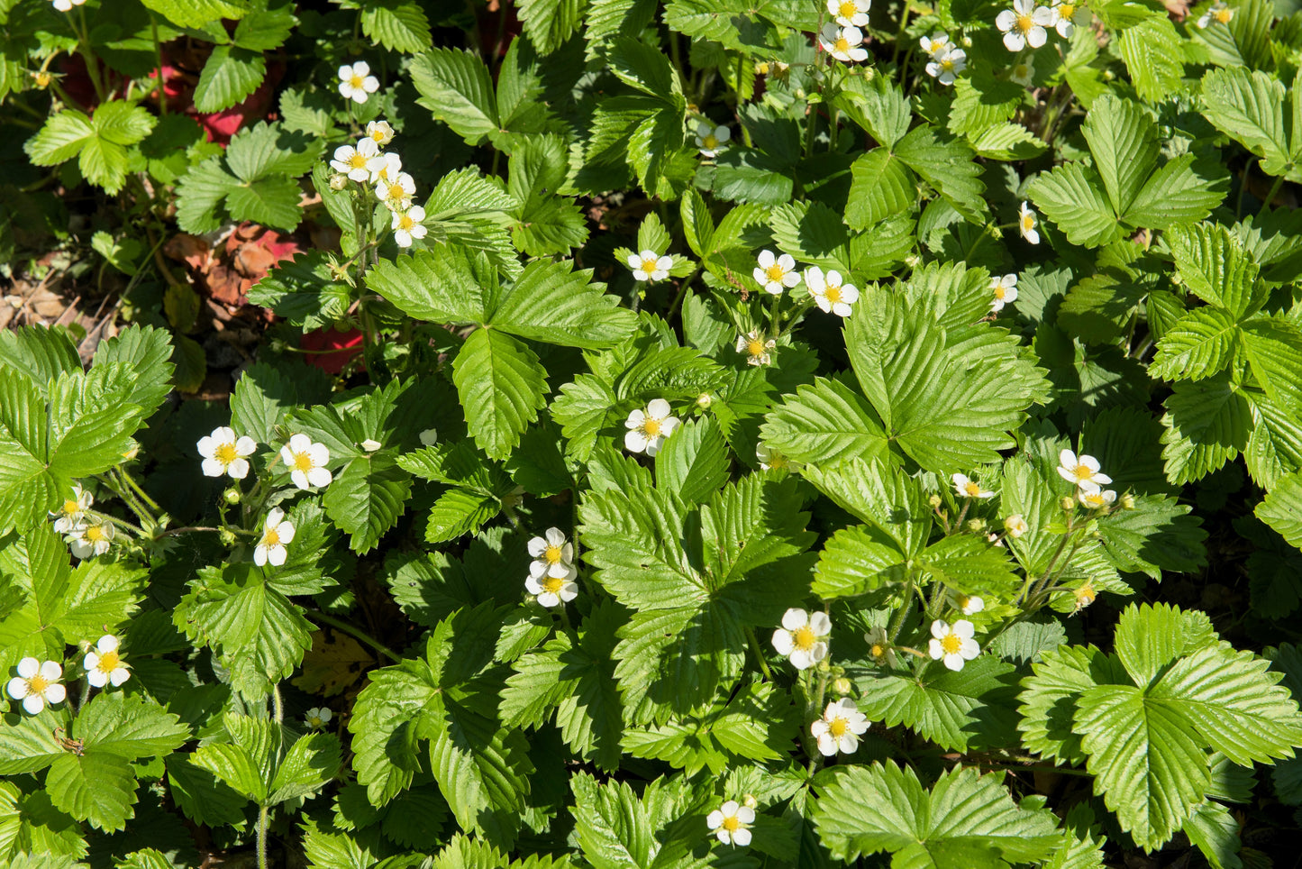 20 ' PINEAPPLE CRUSH ' STRAWBERRY Everbearing Fragaria Vesca Alpine White Yellow Berry Seeds