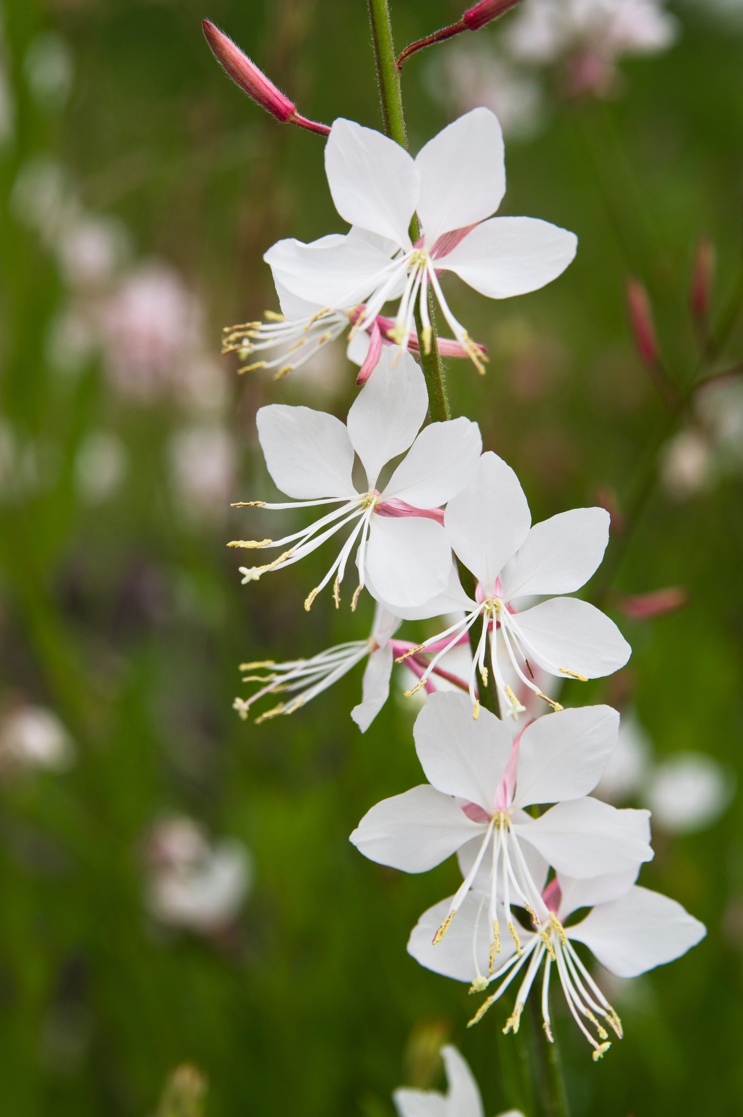 100 White GAURA WHIRLING BUTTERFLIES Gaura Lindheimeri Flower Seeds