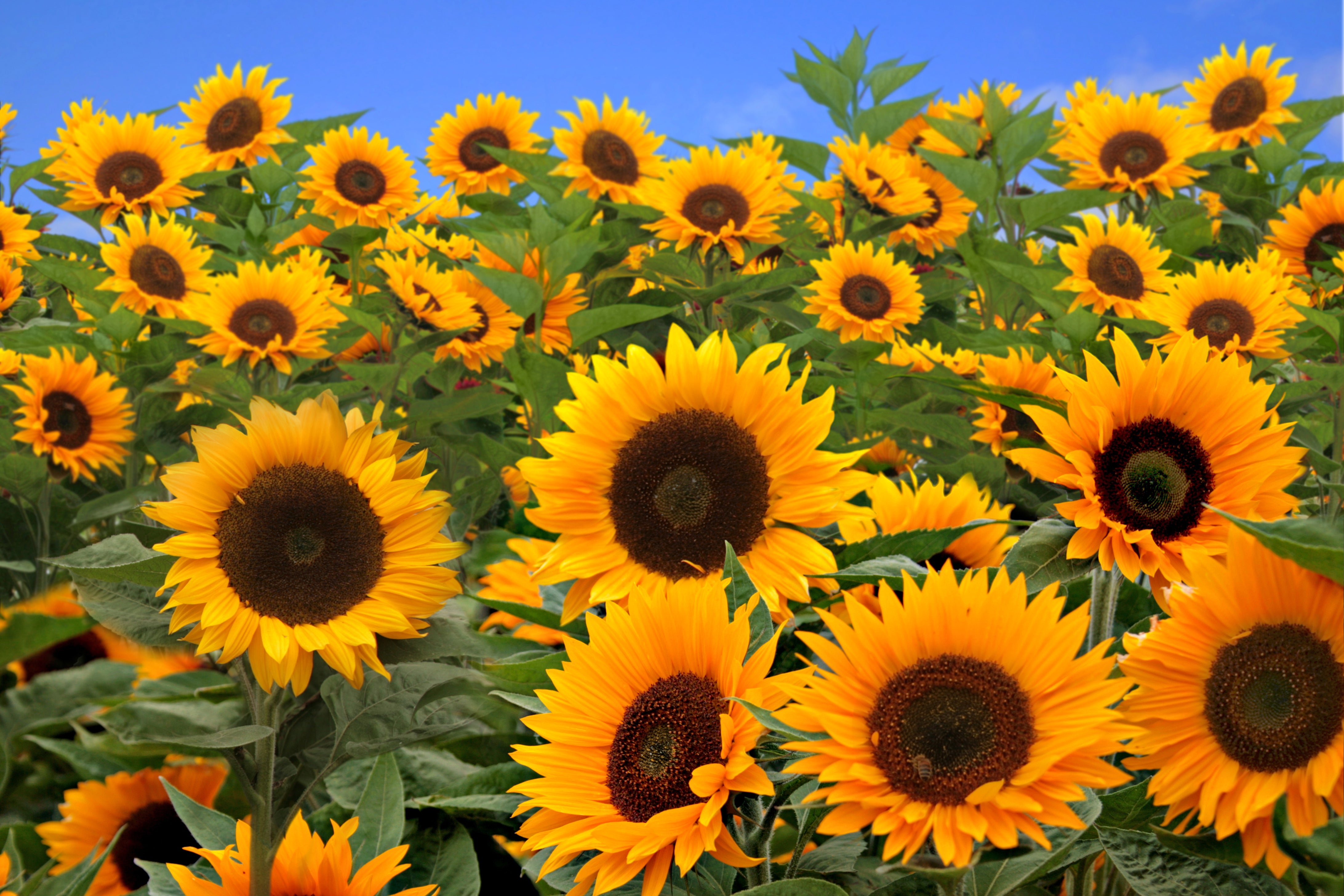 25 EBONY & GOLD SUNFLOWER Helianthus Annuus Flower Seeds