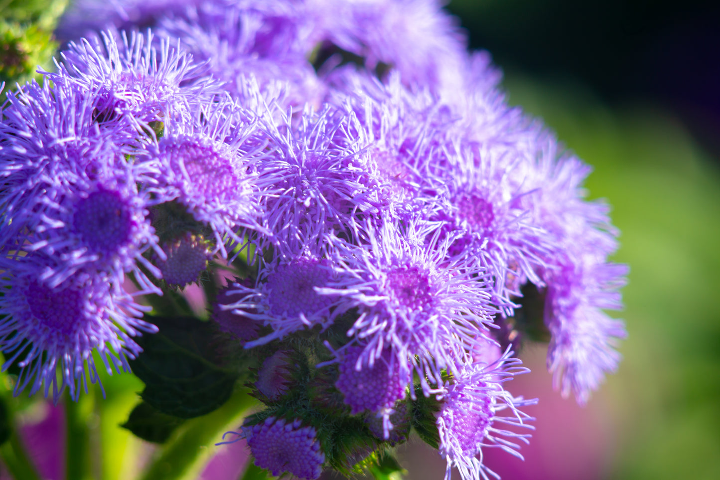 100 Dwarf BLUE MINK AGERATUM Houstonianum Fuzzy Double West Indies Flower Seeds