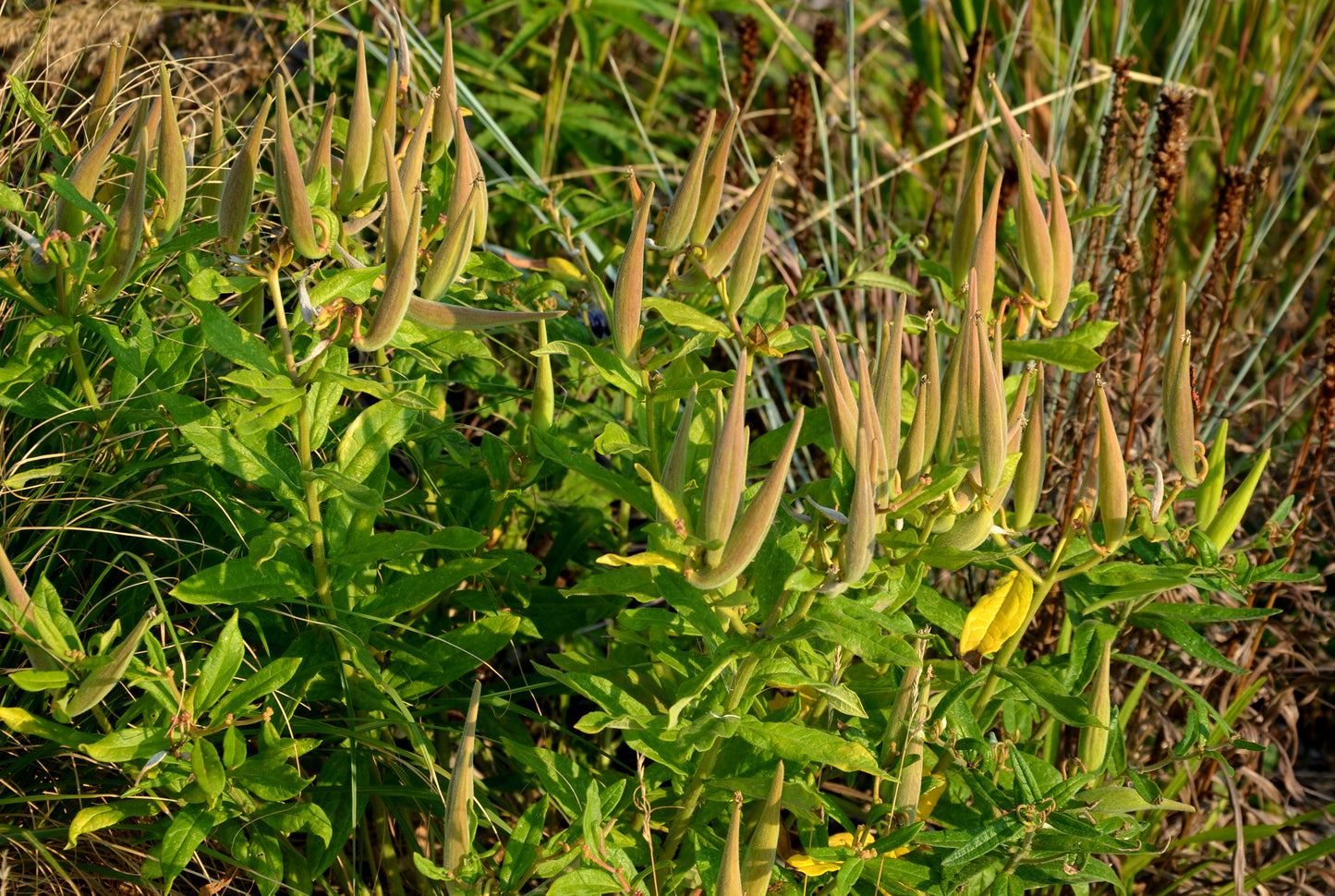20 WHITE WORLED (Horesetail) MILKWEED Asclepias Verticillata Flower Seeds
