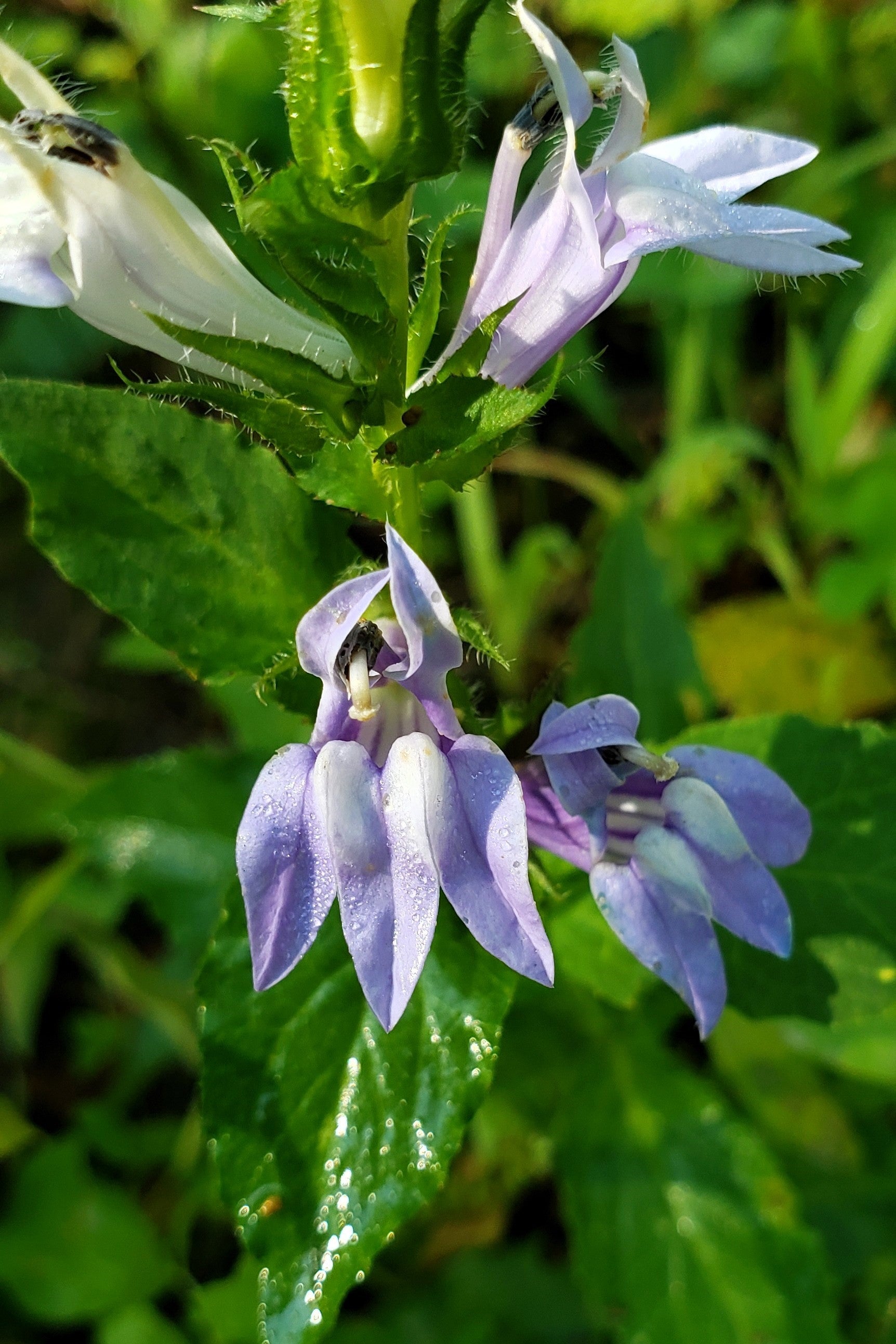 indian seeds and plants in usa 250 Blue INDIAN TOBACCO (Indian Lobelia) Lobelia Inflata Flower Seeds