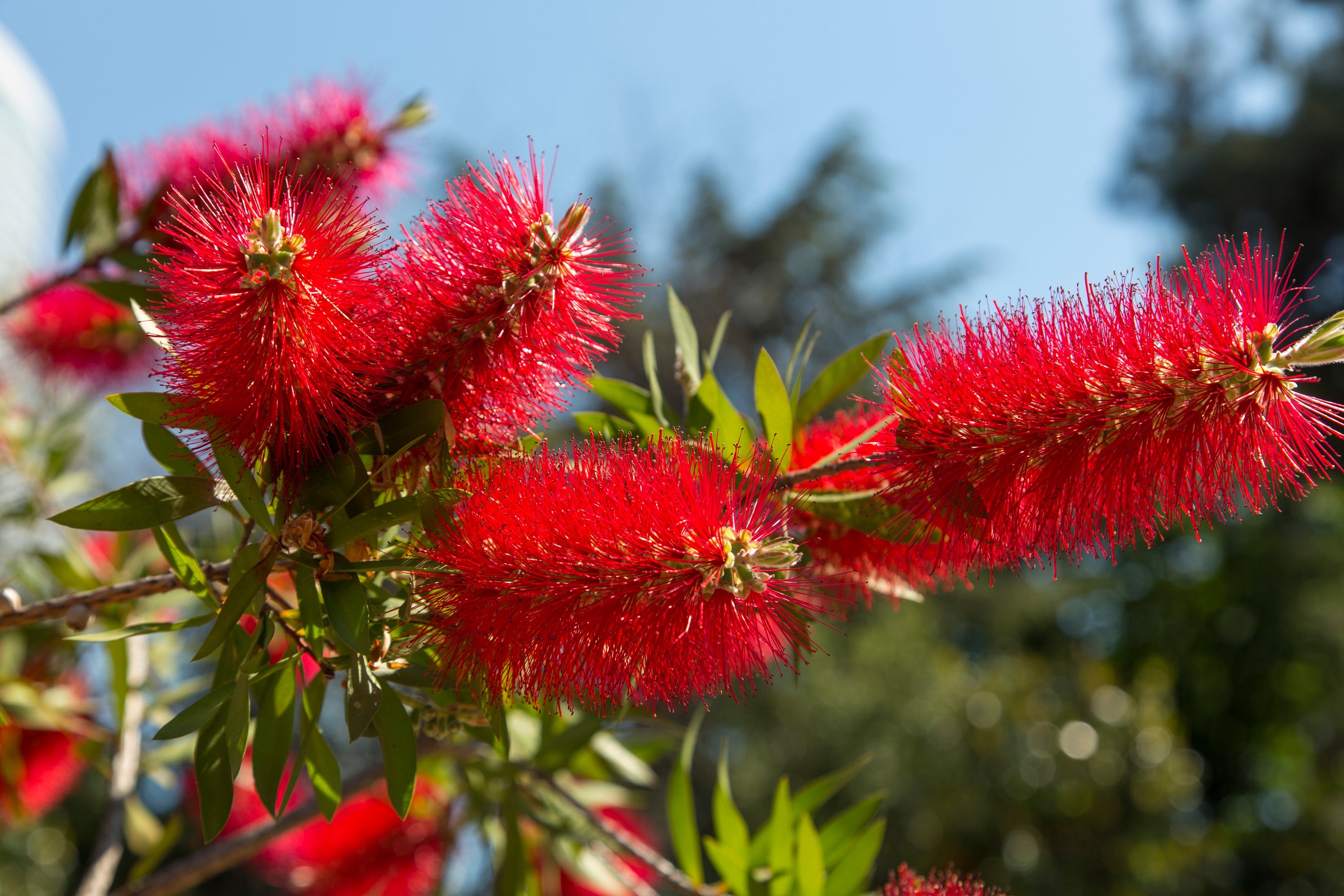 bottlebrush plant seeds 40 CRIMSON BOTTLEBRUSH Callistemon Citrinus Flowering Shrub Bush Small Tree Seeds