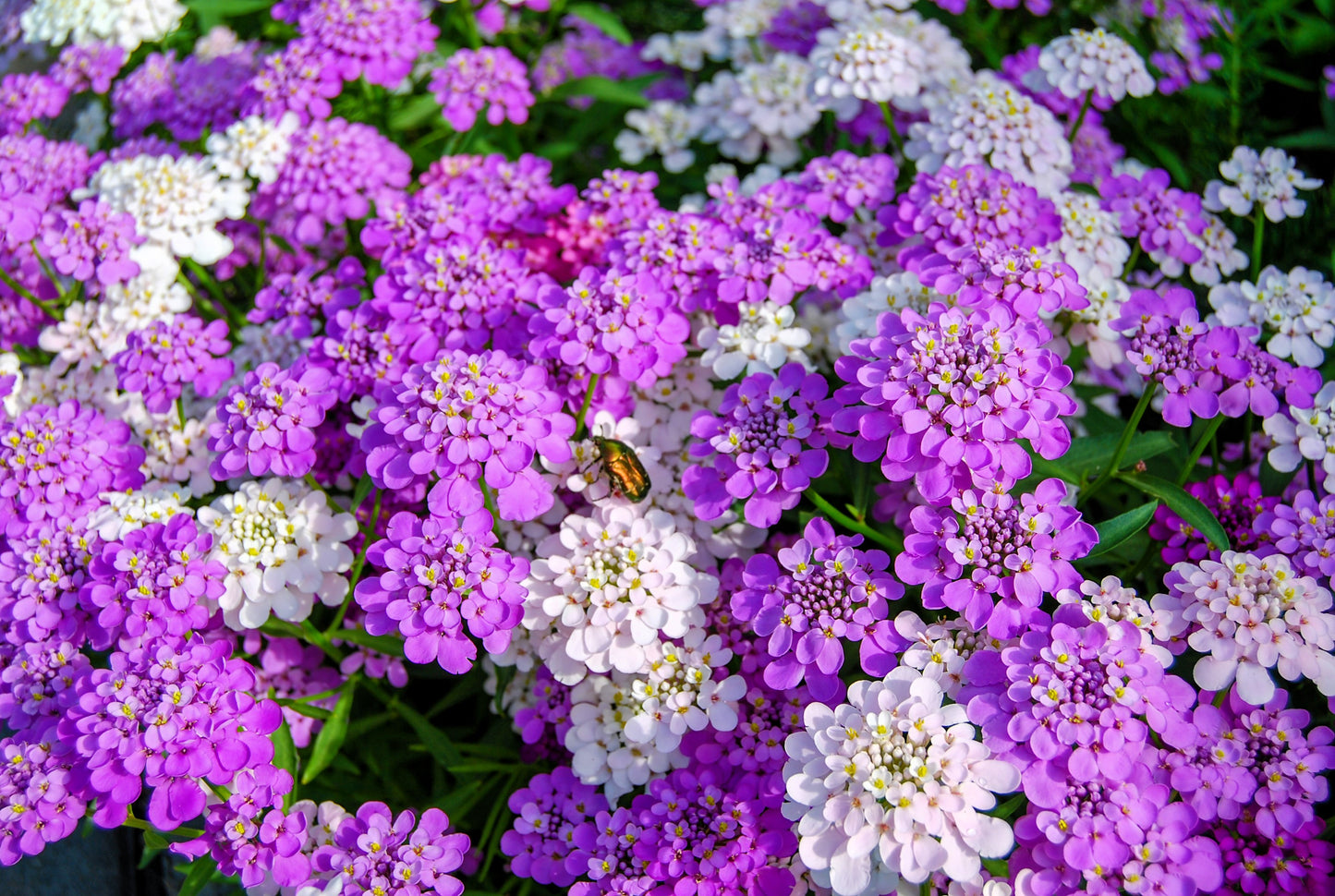 2000 Fairy DWARF MIX CANDYTUFT Iberis Umbellata Flower Seeds