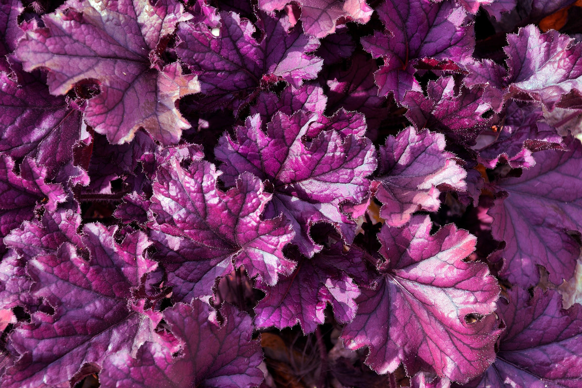 1200 Mixed Colors CORAL BELLS HEUCHERA Sun or Shade Flower Seeds