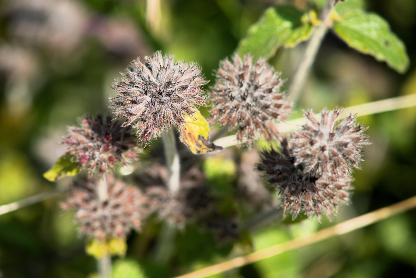 50 WHITE WOOD MINT Mentha Arvensis Wild Field Herb Flower Seeds
