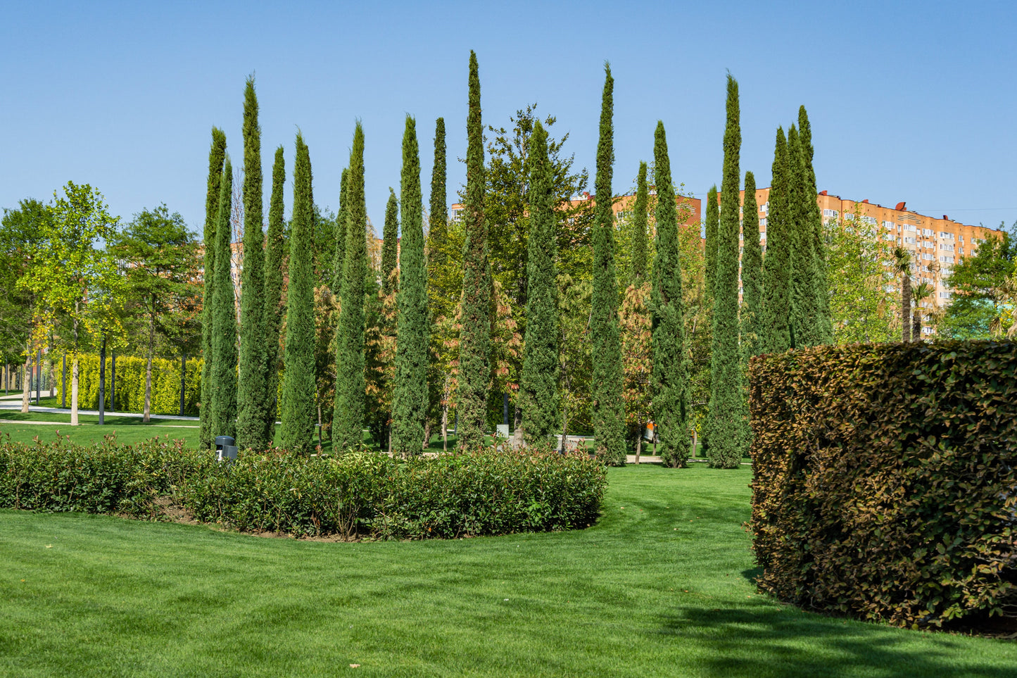 20 MEDITERRANEAN CYPRESS TREE Italian Pencil Pine Cedar Cupressus Sempervirens Stricta Seeds
