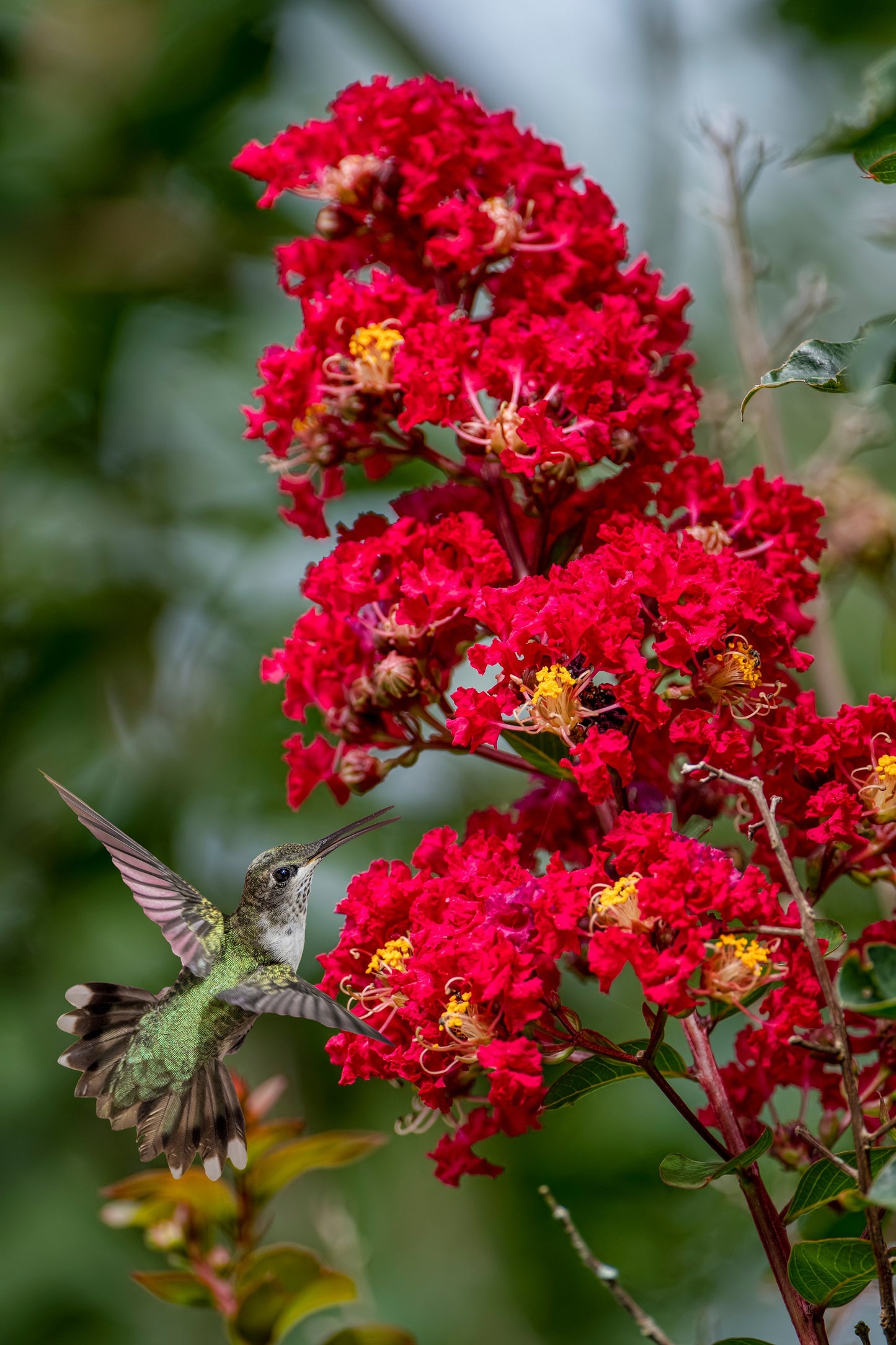 35 RED CREPE MYRTLE Lagerstroemia Indica Flowering Shrub Bush Small Tree Seeds