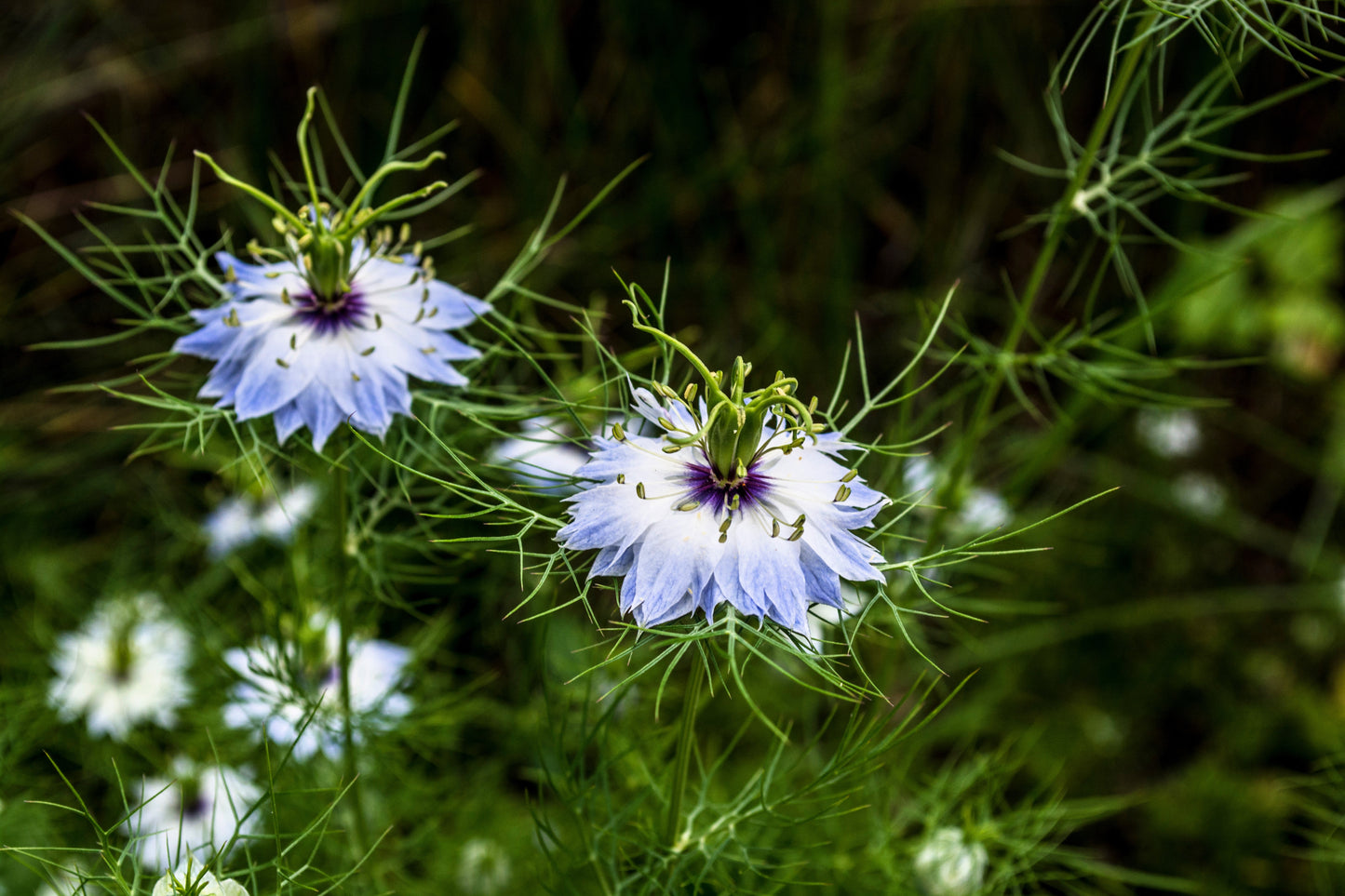 400 Blue & White LOVE IN A MIST Nigella Damascena Fennel Flower Seeds
