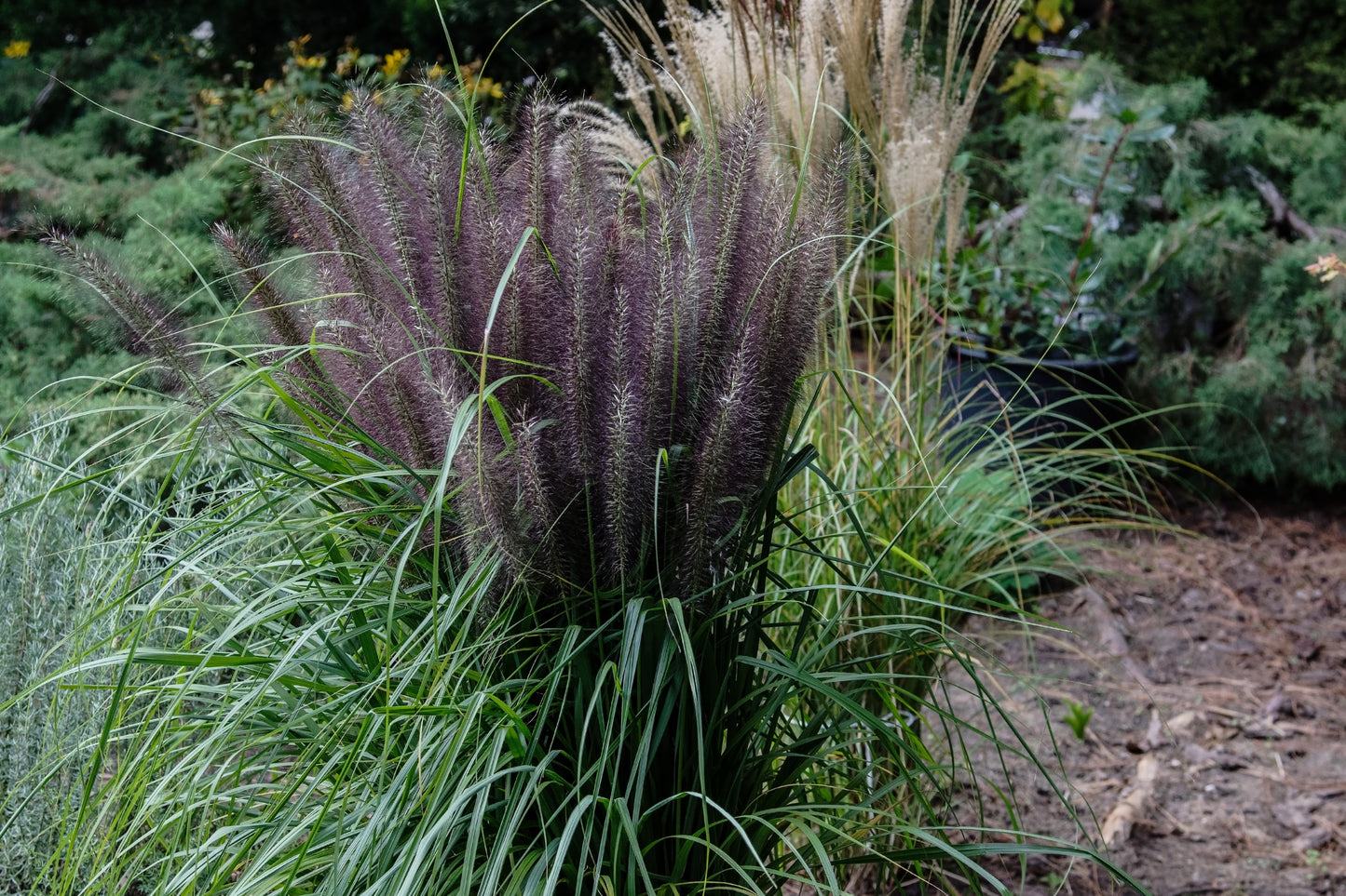 10 Dwarf BLACK FOUNTAIN GRASS Pennisetum Alopecuroides Viridescens Hardy Ornamental Seeds