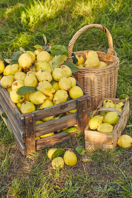 20 COMMON CULINARY QUINCE Fruit Tree Cydonia Oblonga Flowering Shrub Seeds