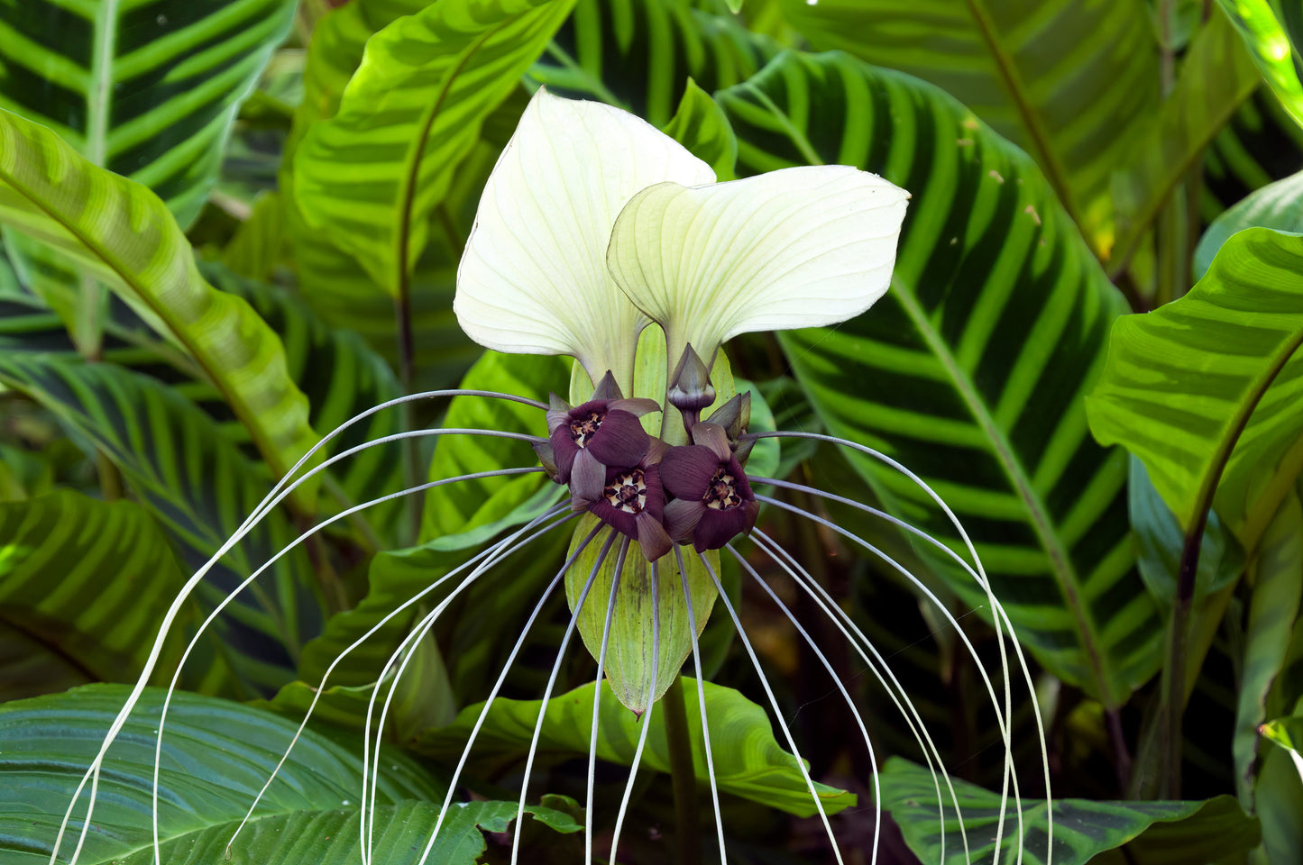 5 WHITE BAT FLOWER Tacca Integrifolia Nivea Bat Head Lily Flower Seeds