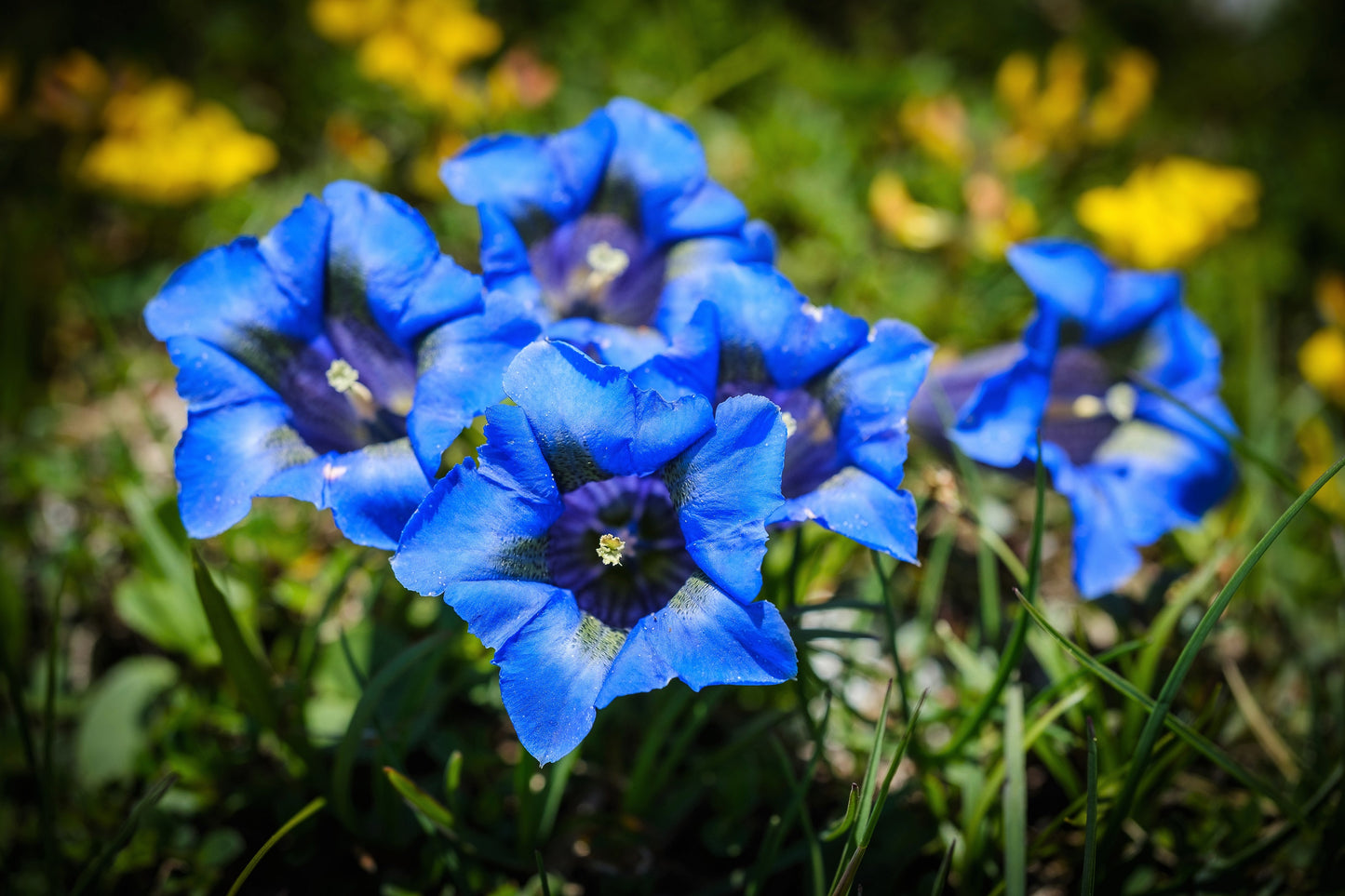 15 Blue STEMLESS GENTIAN Gentiana Acaulis Kochiana Flower Seeds