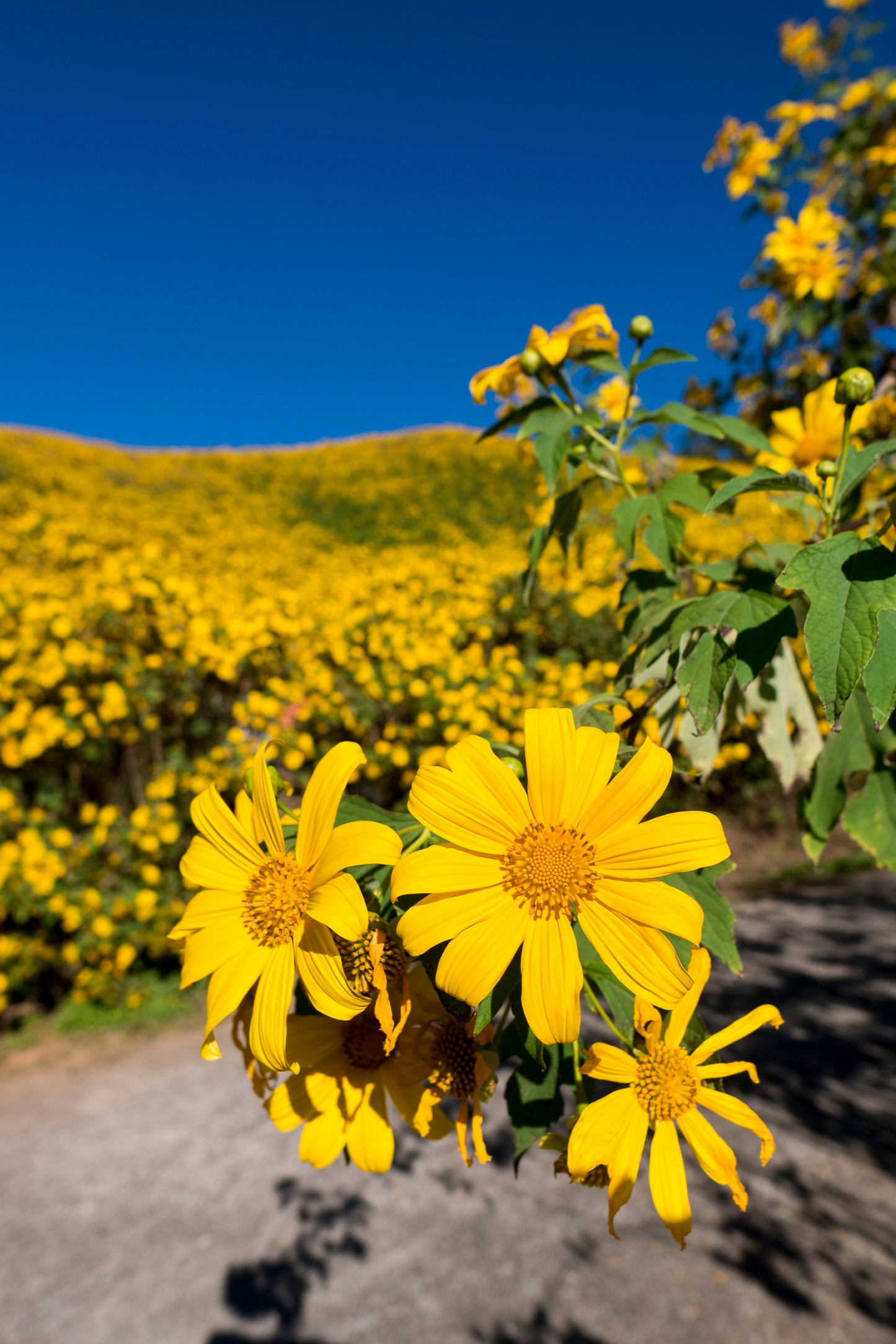 25 YELLOW Torch MEXICAN SUNFLOWER Tithonia Speciosa Flower Seeds
