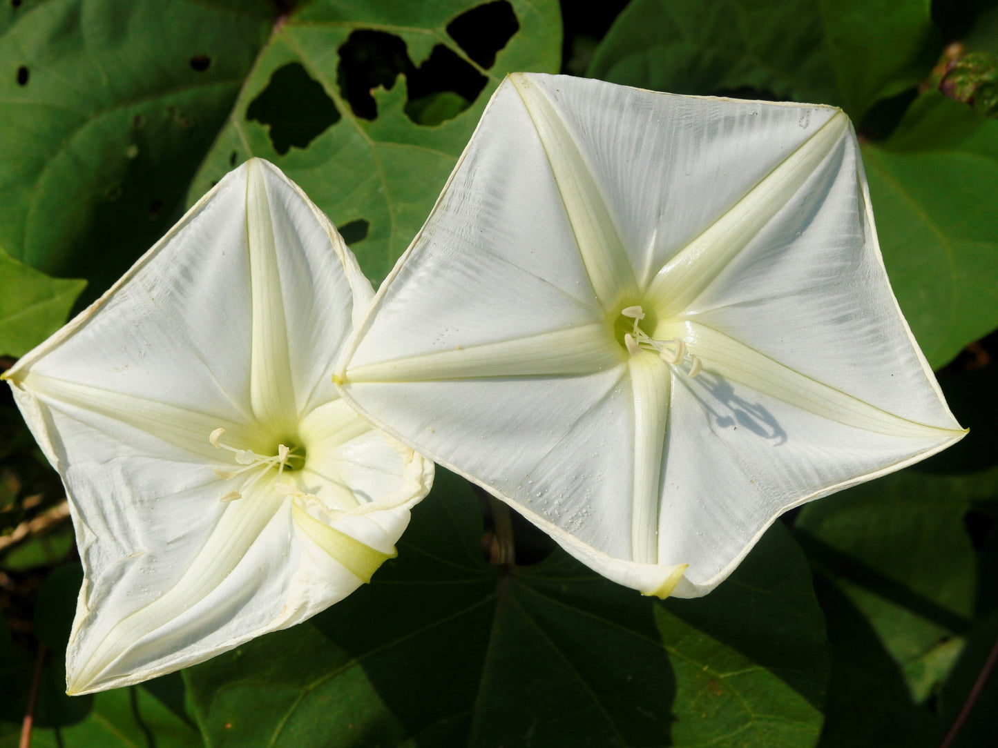 50 MOONFLOWER MORNING GLORY White Moon Flower Ipomoea Alba Flower Vine Seeds