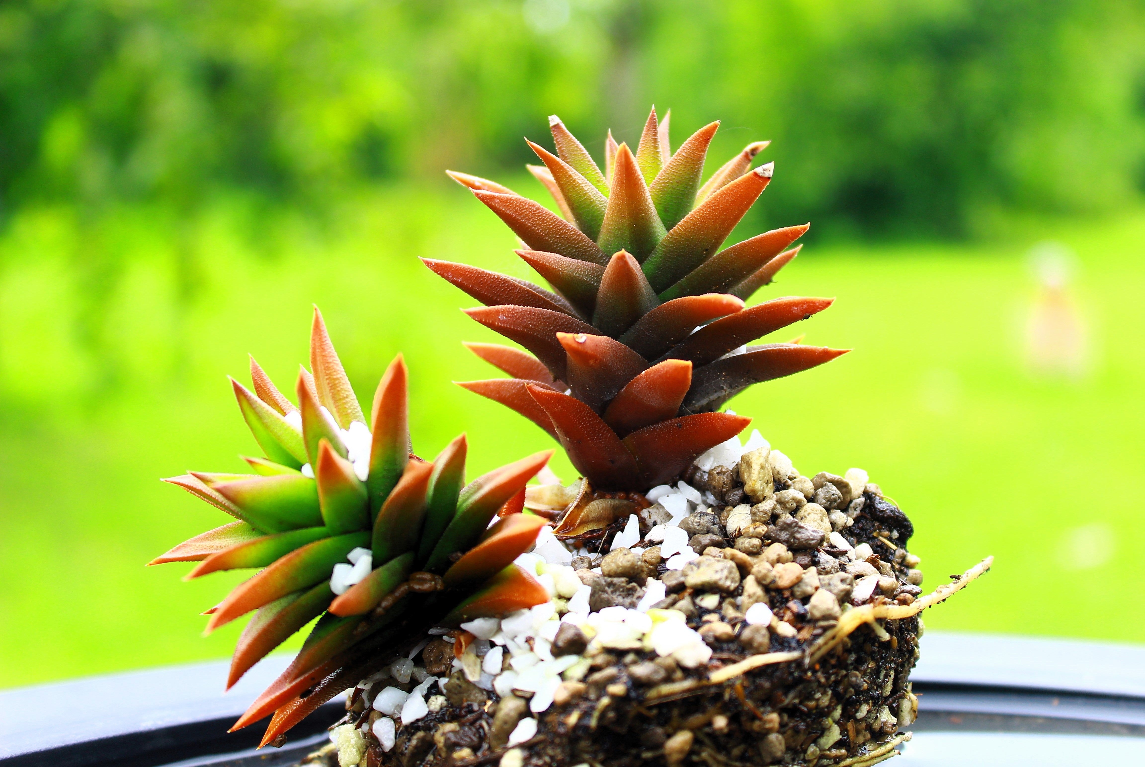 rock pine succulent 50 ROCK PINE Orostachys Japonica Multicolored Succulent Pink Flower Houseplant Seeds