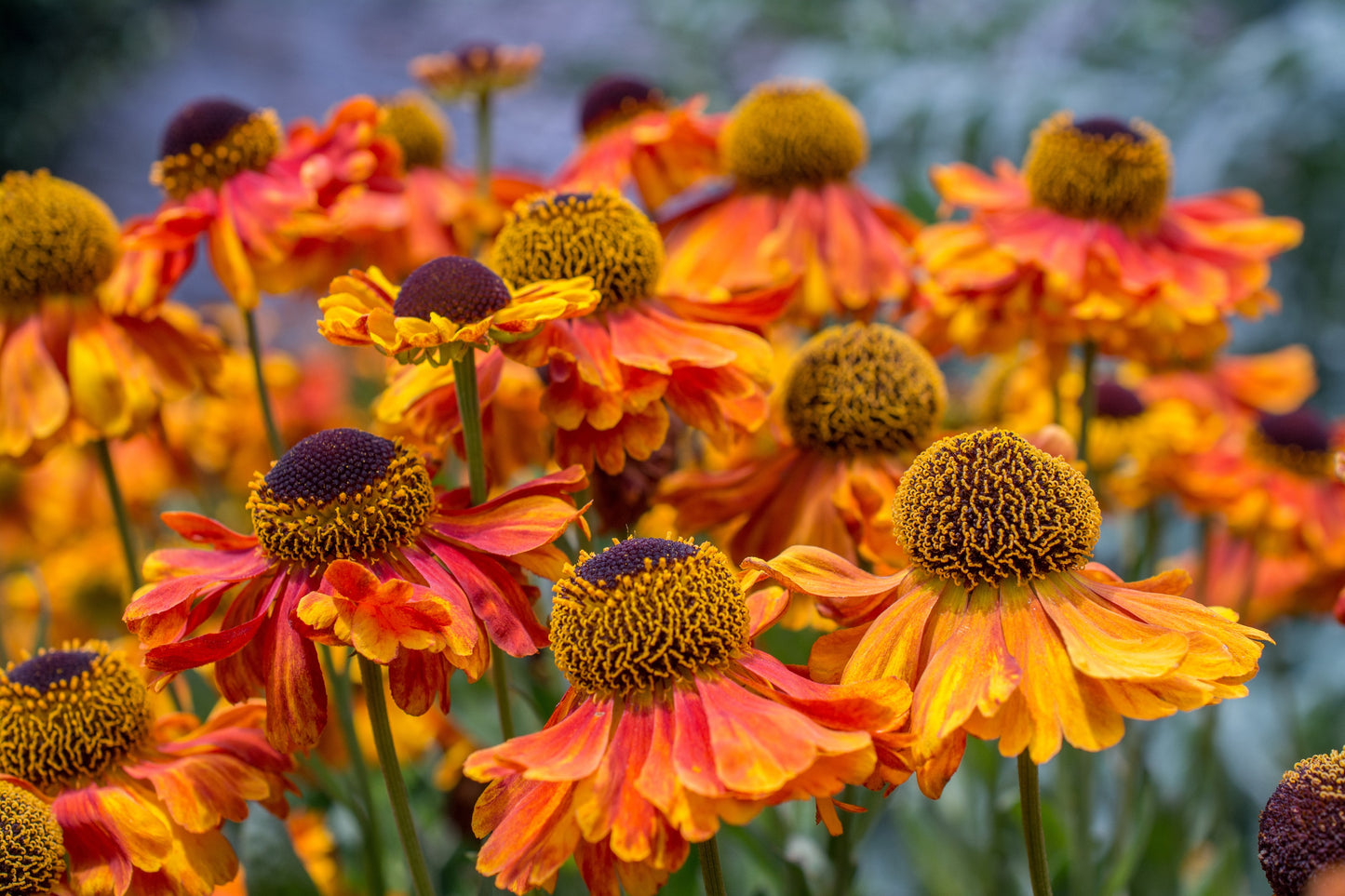 100 HELENIUM ' AUTUMN LEAVES ' Mix Helenium Autumnale Sneezeweed Mixed Colors Flower Seeds