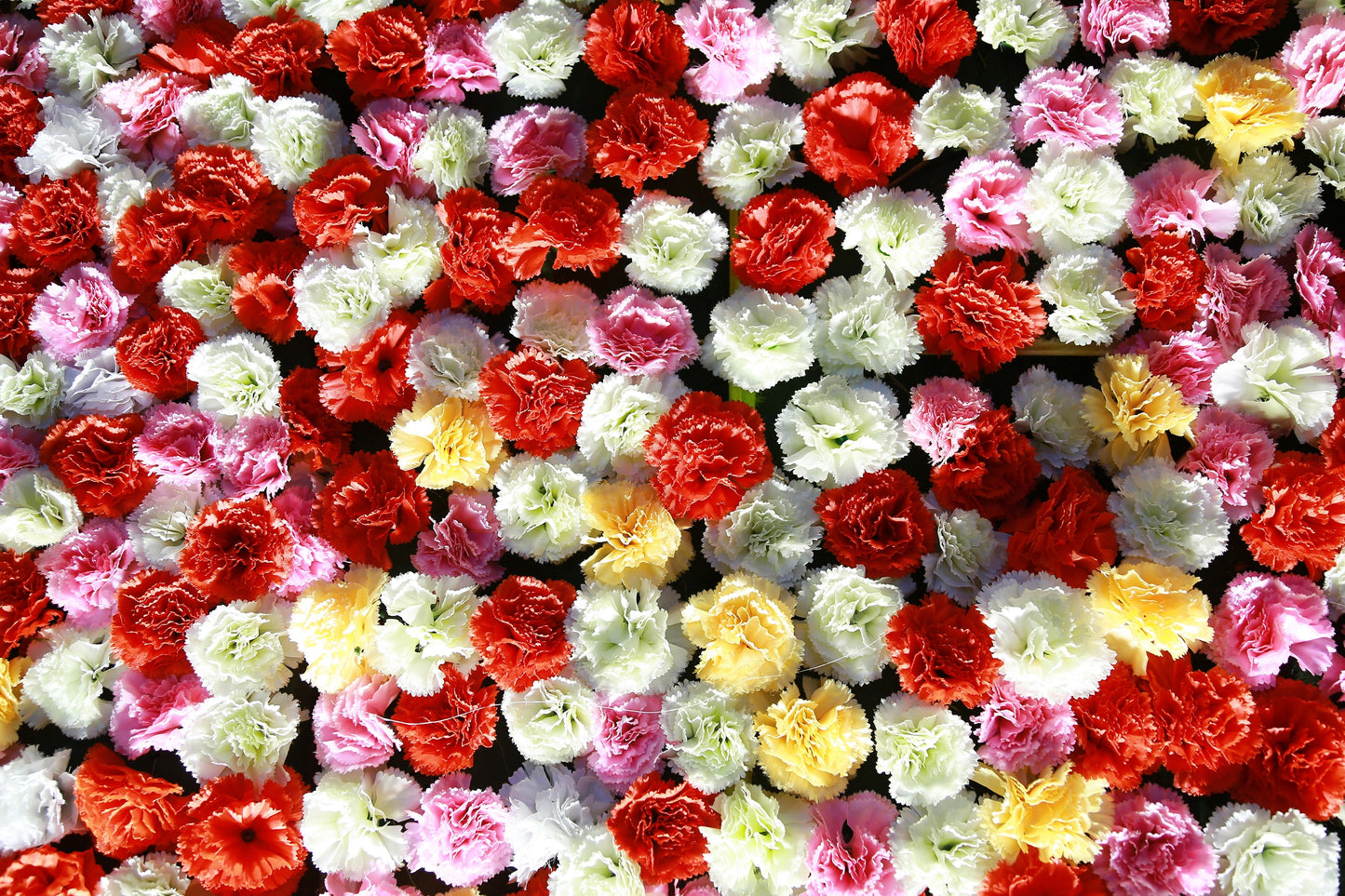 100 RAINBOW CARNATION Mix Mixed Colors Dianthus Caryophyllus Flower Seeds