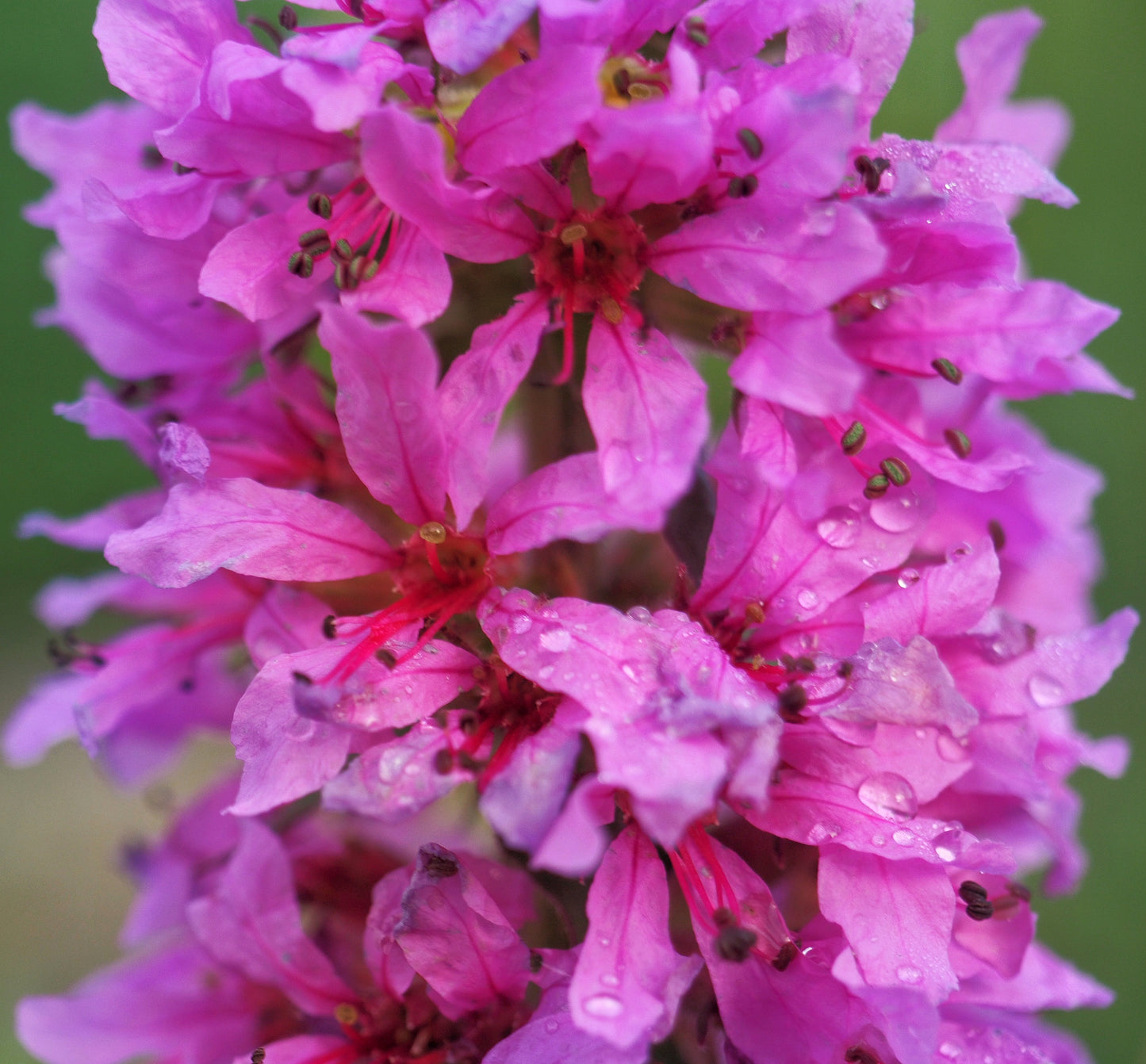 1000 PINK WINGED LOOSESTRIFE Lythrum Alatum Flower Seeds