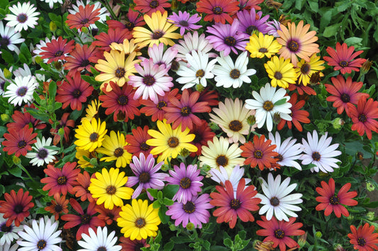 20 MIXED COLORS OSTEOSPERMUM Ecklonis African Cape Daisy Flower Seeds