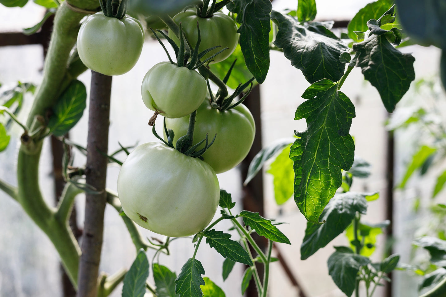 50 WHITE Wonder BEEFSTEAK TOMATO Lycopersicon 1 - 2 lb Fruit Vegetable Seeds