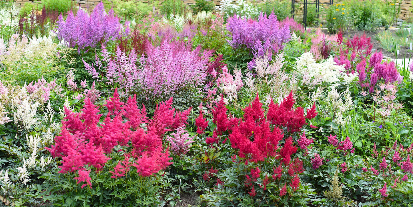 50 MIXED Colors ASTILBE BUNTER Astilbe Simplicifolia Shade Red White Purple Pink Shade Flower Seeds