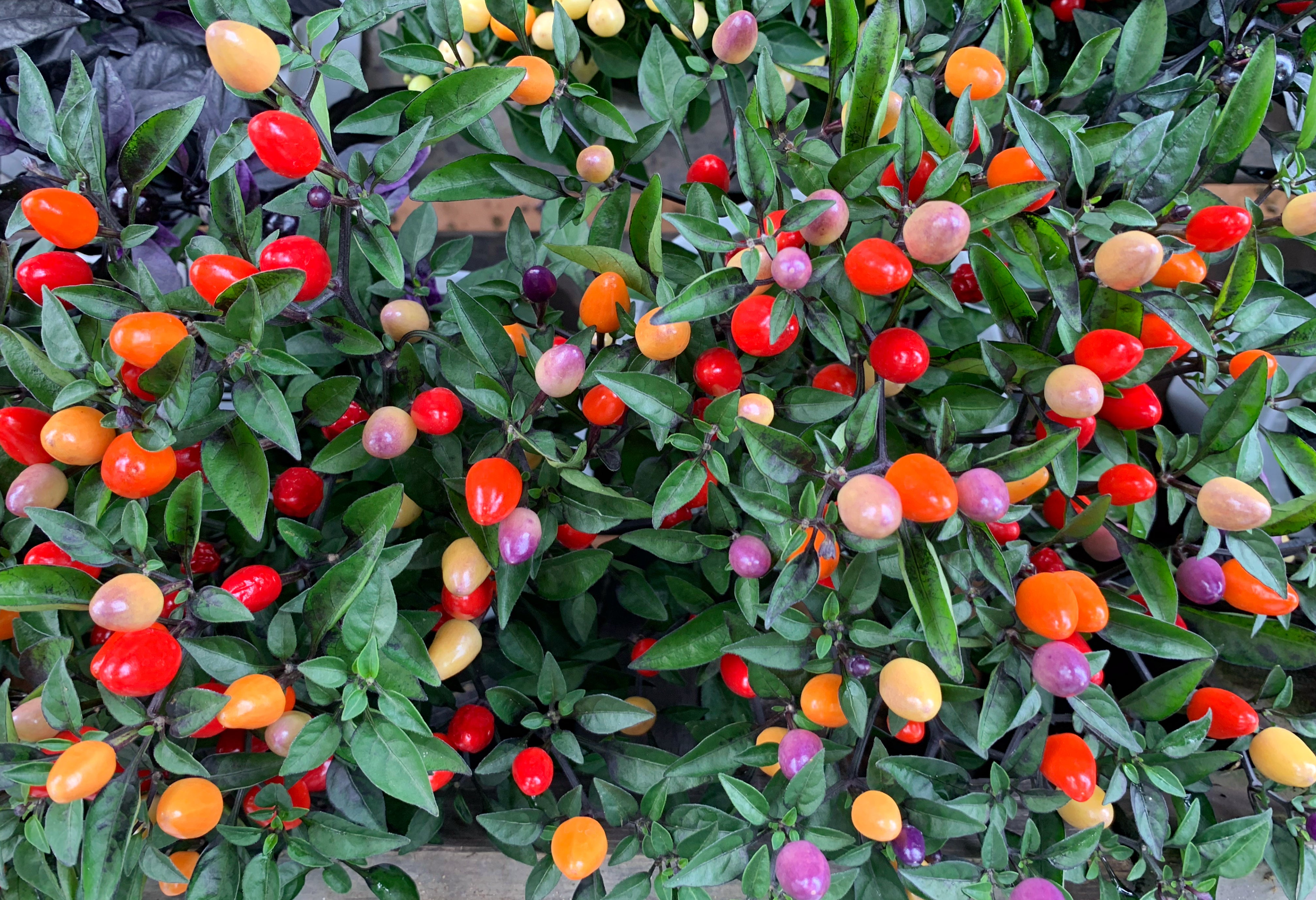 ornamental pepper plant seeds 25 BOLIVIAN RAINBOW PEPPER Multi Colored Chili Capsicum Annuum Vegetab – Seedville USA