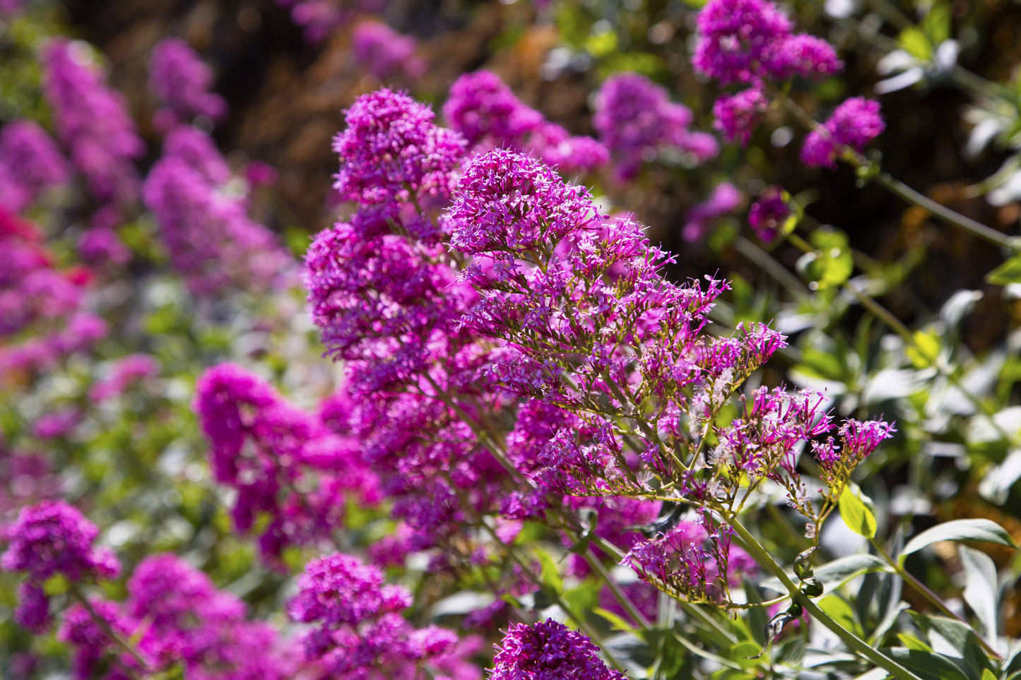 100 MIXED Colors BUTTERFLY BUSH Buddleja Davidii Flower Shrub Seeds