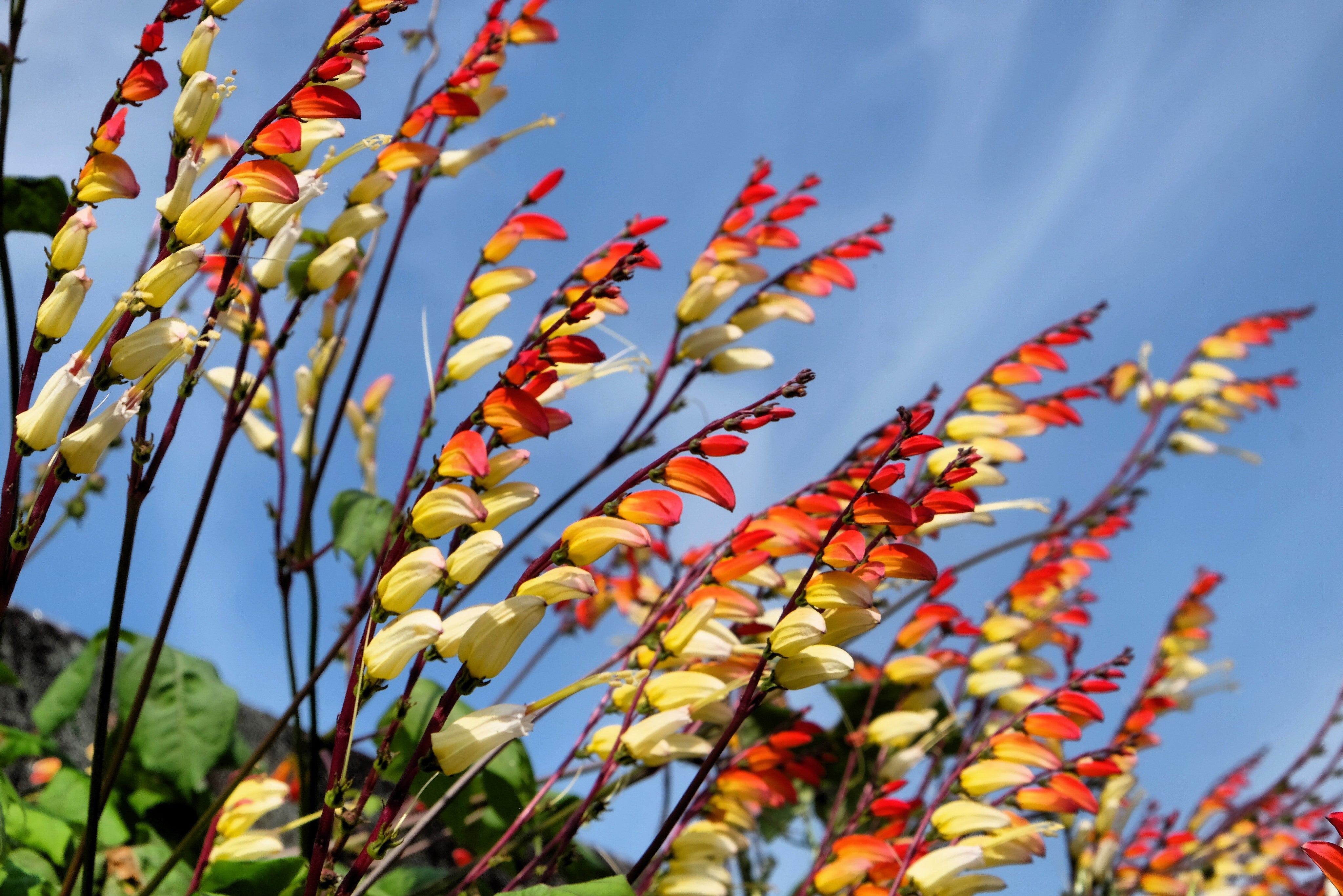 spanish flag plant seeds 10 FIRECRACKER VINE Flower Mina Lobata Exotic Love Spanish Flag Ipomoea Seeds