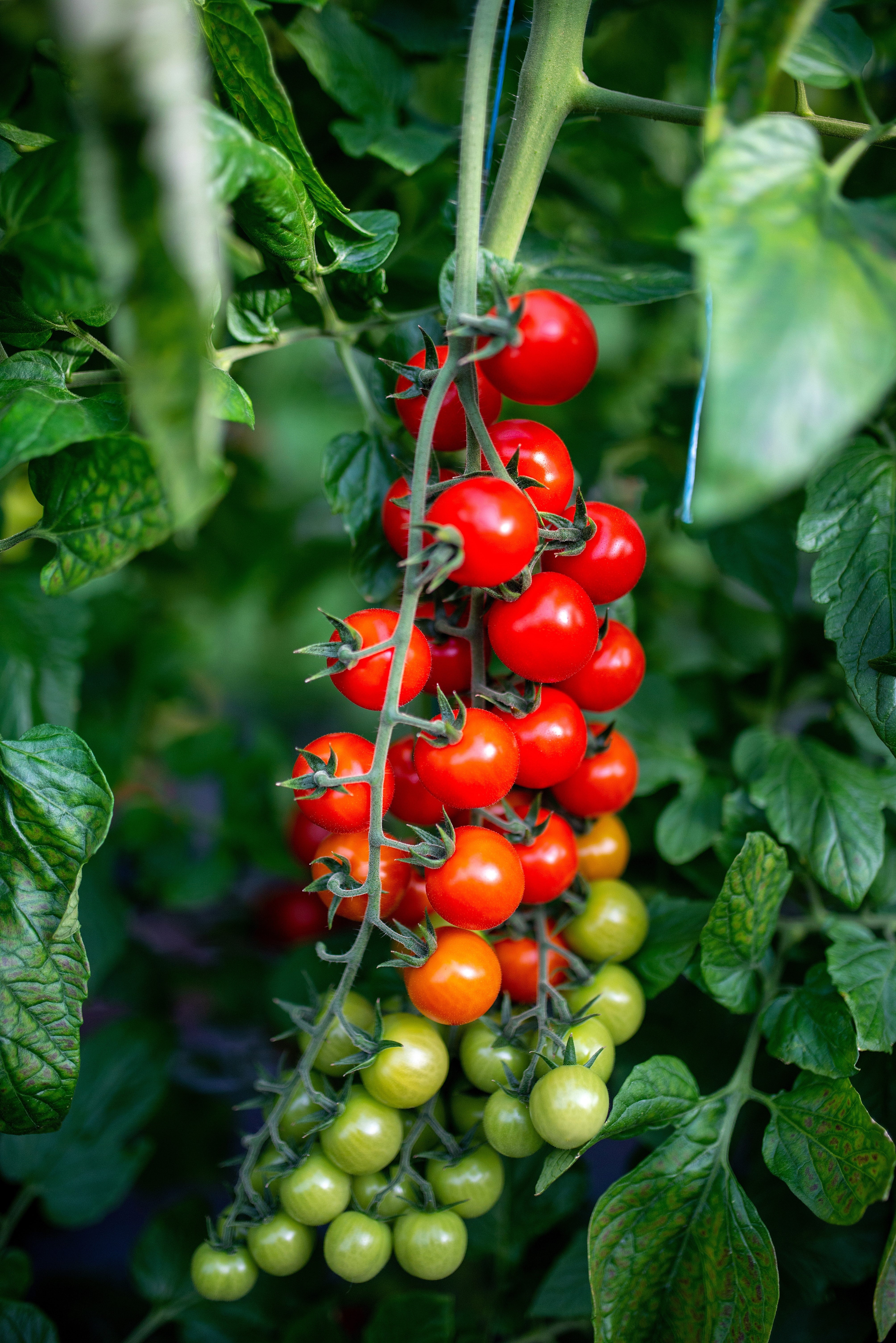 100 Red SWEETIE CHERRY TOMATO Super Sweet 1