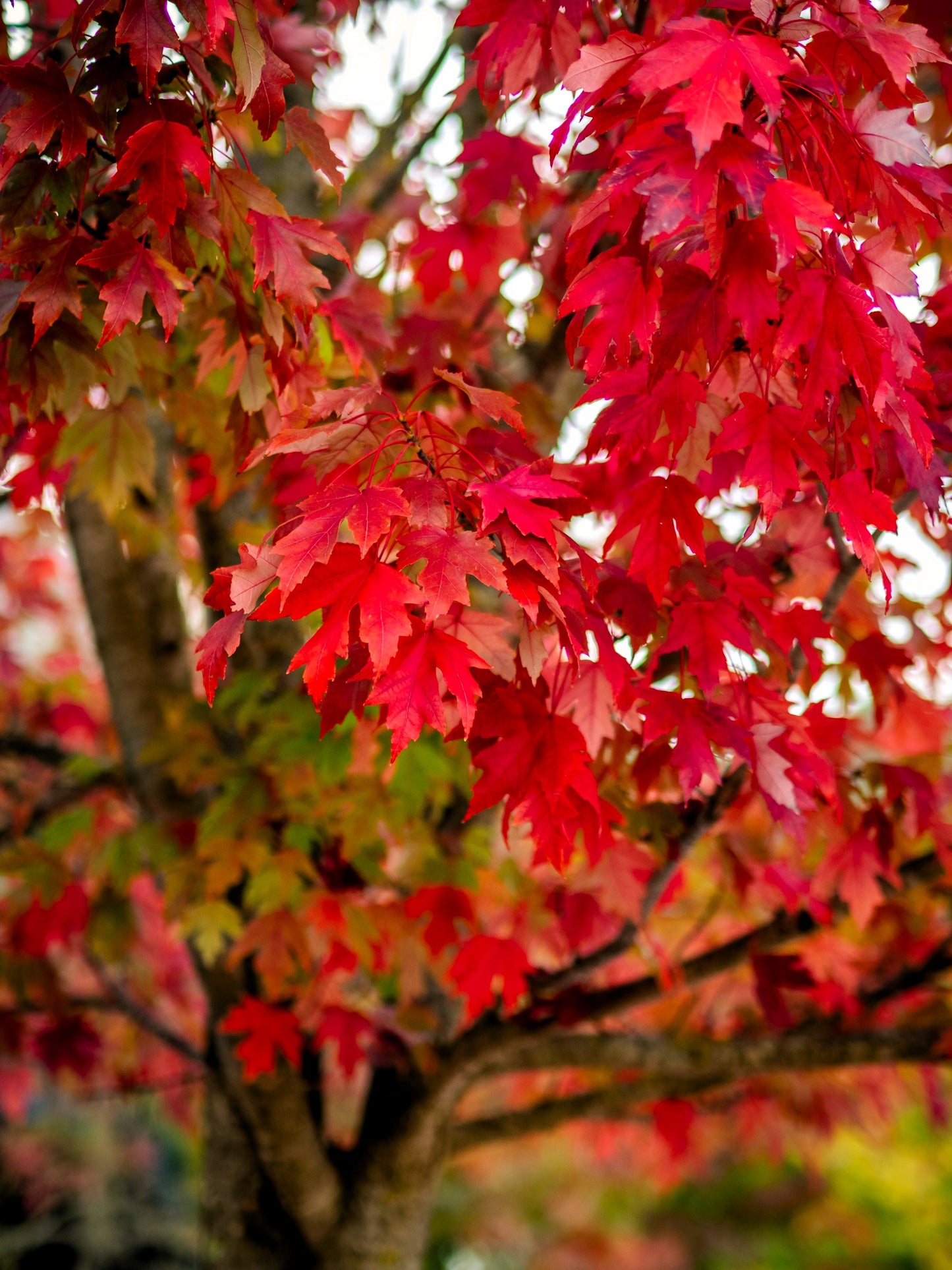 25 Scarlet CAROLINA RED MAPLE Tree Acer Rubrum Seeds
