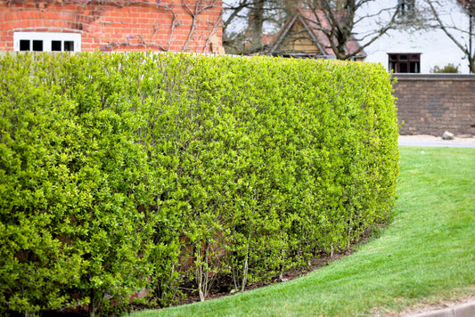 35 EUROPEAN PRIVET HEDGE Common Wild Ligustrum Vulgare Flower Shrub Seeds