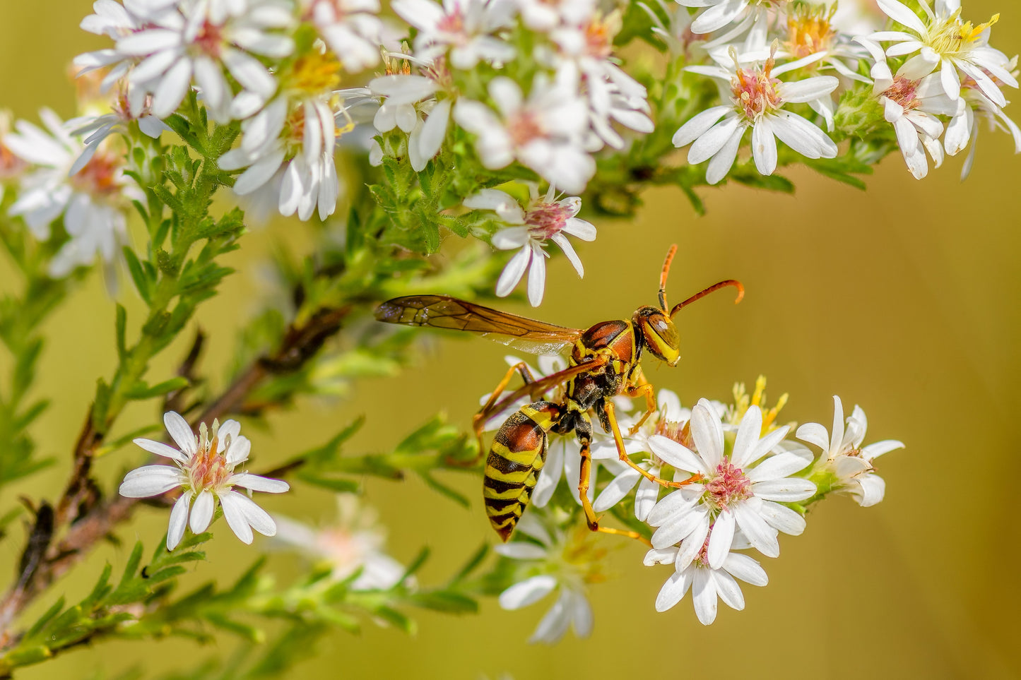 100 WHITE HEATH ASTER Prairie Ericoides Flower Seeds