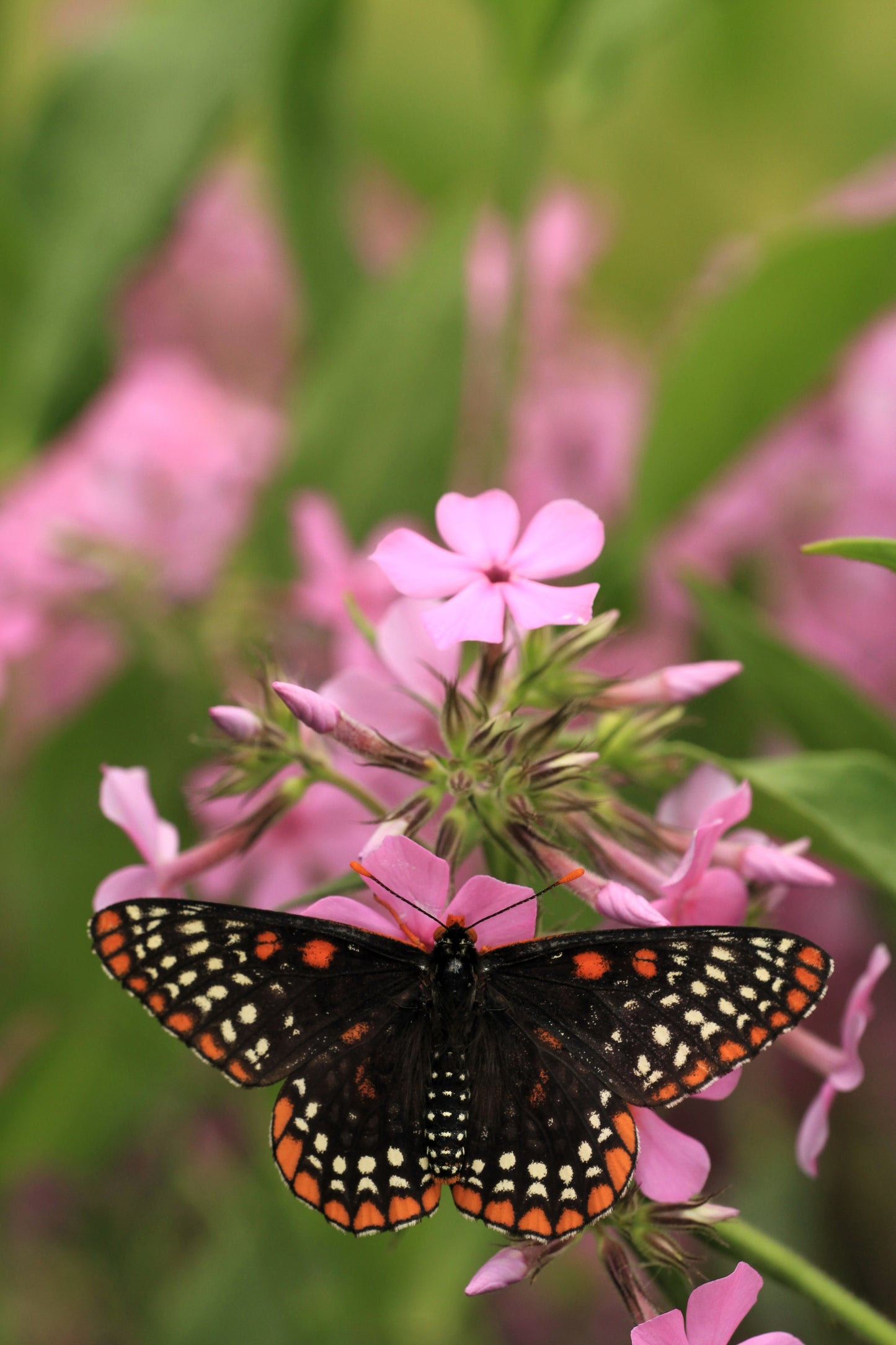 20 PRAIRIE PHLOX Pilosa Mixed Colors Pink Purple White Native Flower Seeds