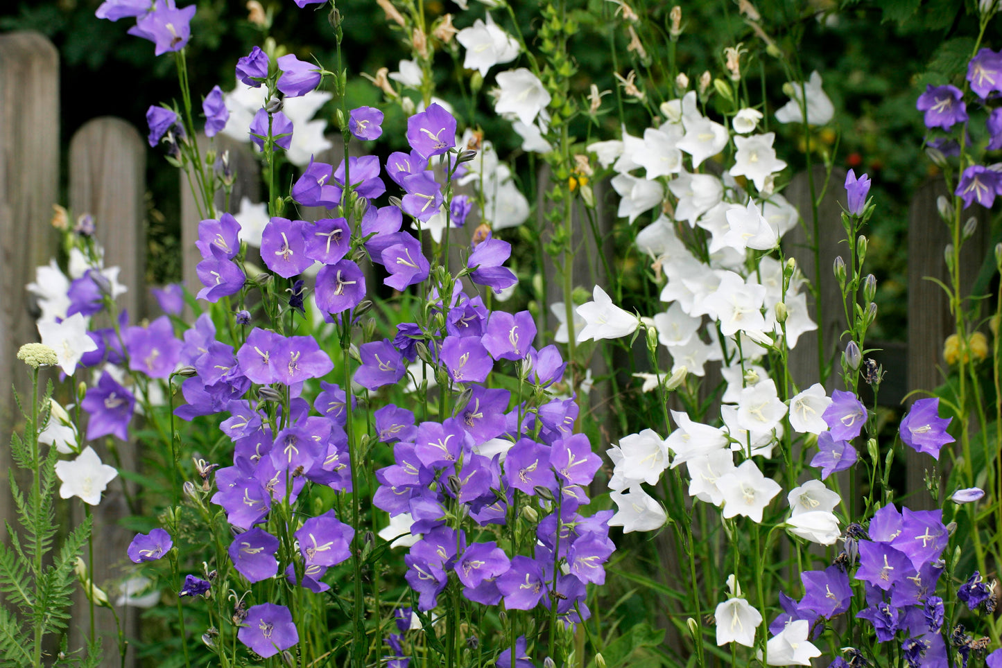 500 TELHAM BEAUTY BELLFLOWER Blue Peach Leaved Campanula Persicifolia Flower Seeds