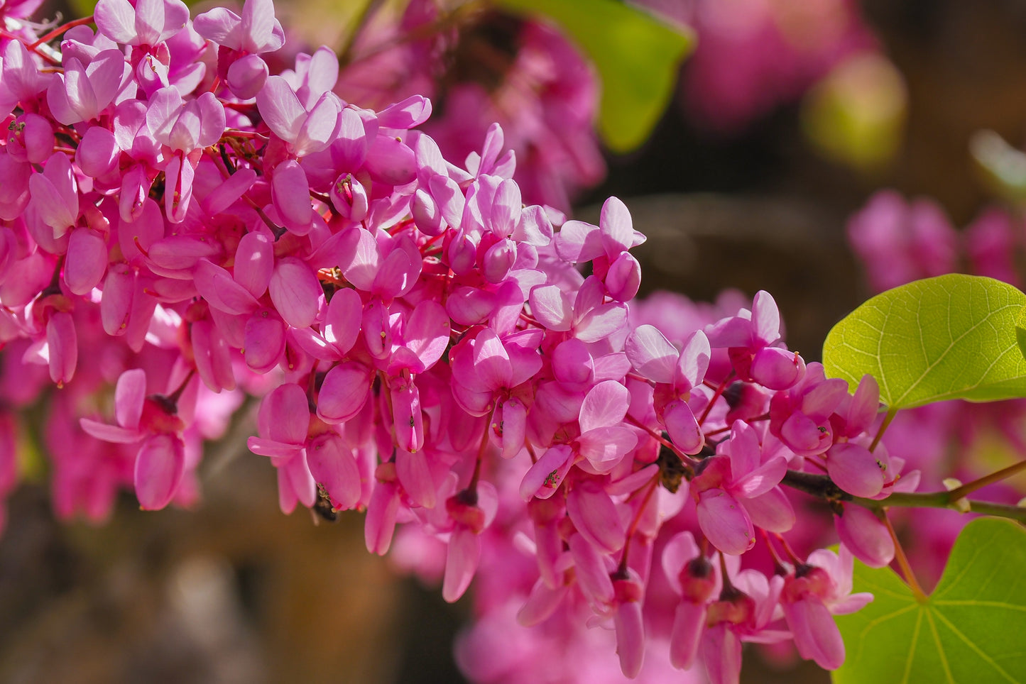 40 CHINESE REDBUD Cercis Chinensis Shrub Small Tree Pink Purple Flower Seeds