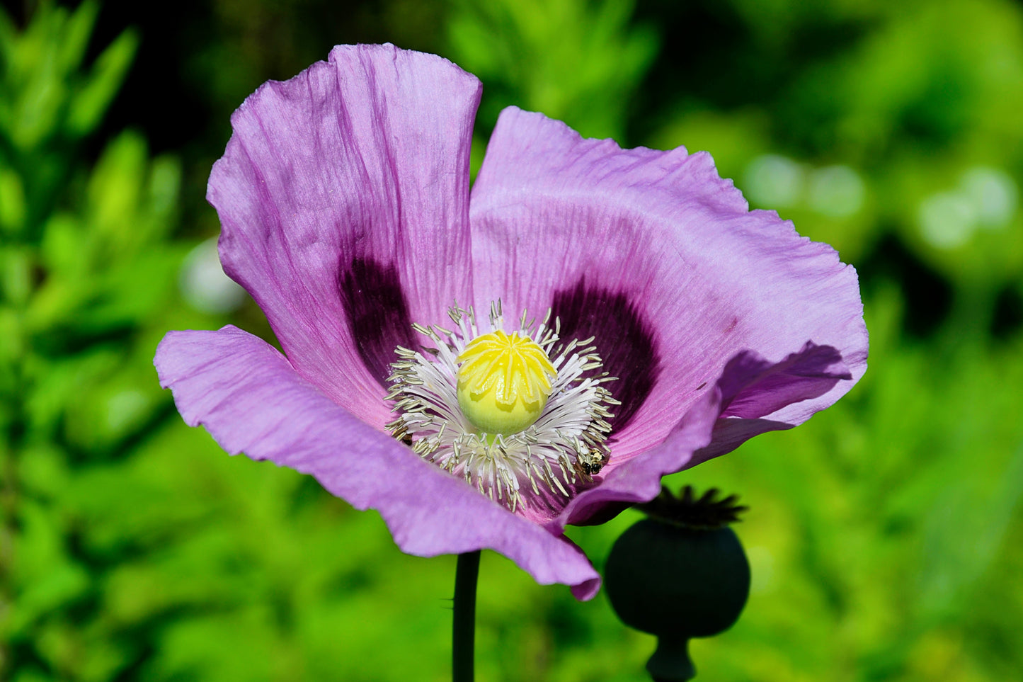 400 PERSIAN BLUE POPPY Papaver Somniferum Flower Seeds