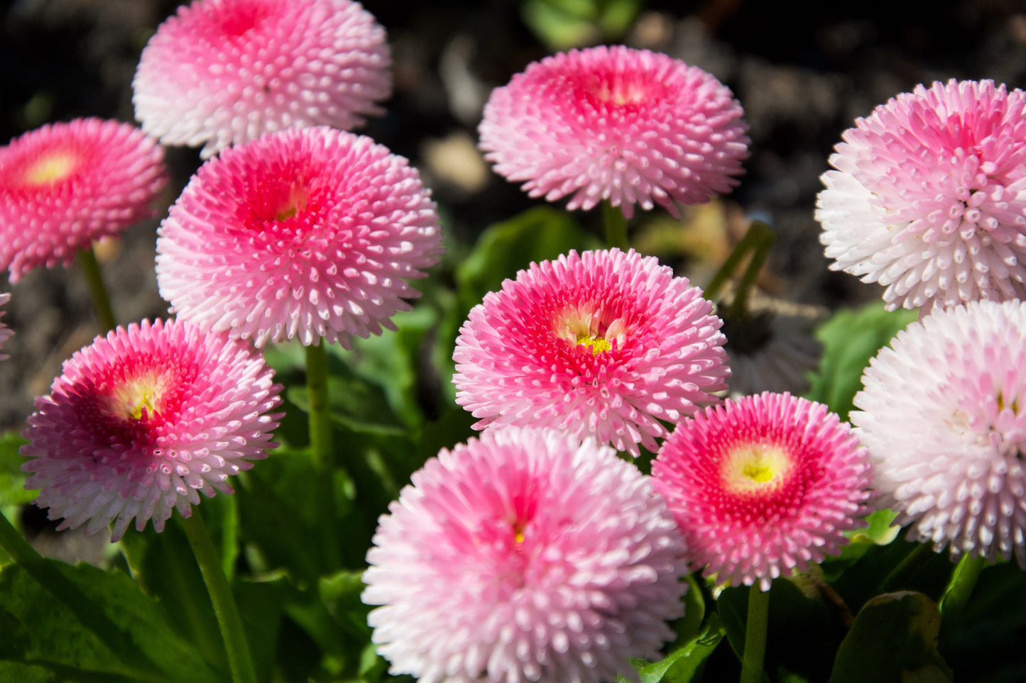 100 Strawberries & Cream ENGLISH DAISY Bellis Perennis Pink Bicolor Flower Seeds