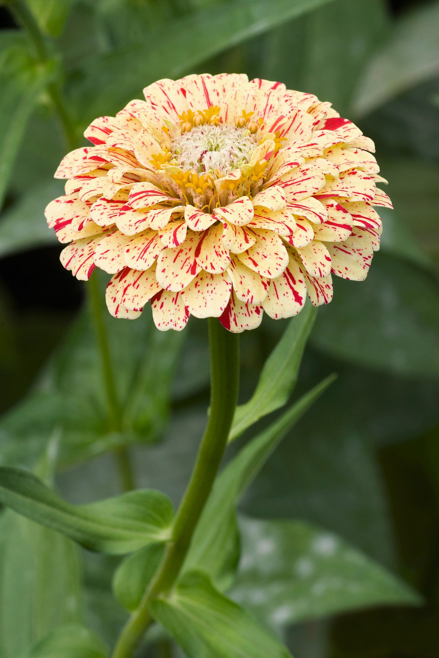 150 PEPPERMINT STICK ZINNIA Mix Mixed Colors Red Stripe Elegans Flower Seeds