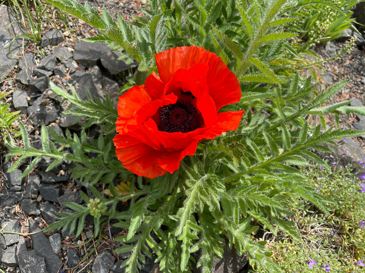 100 RED TURKISH POPPY Heirloom Papaver Somniferum Flower Seeds