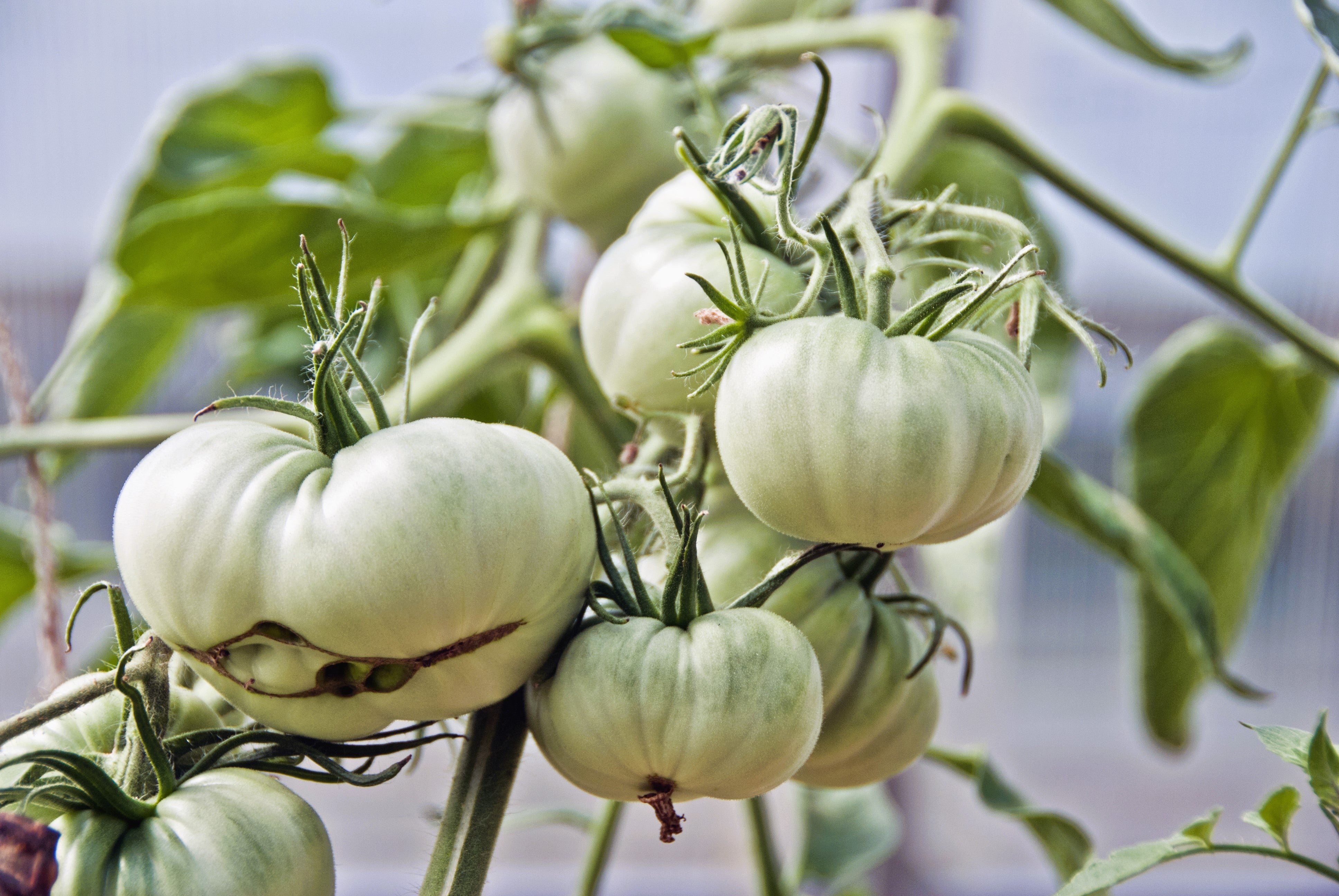 50 WHITE Wonder BEEFSTEAK TOMATO Lycopersicon 1 - 2 lb Fruit