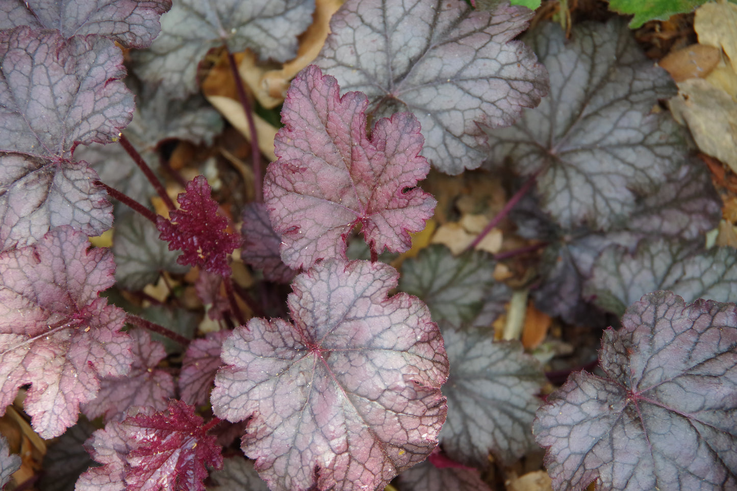 50 Palace Purple HEUCHERA / CORAL BELLS Micrantha Flower Seeds