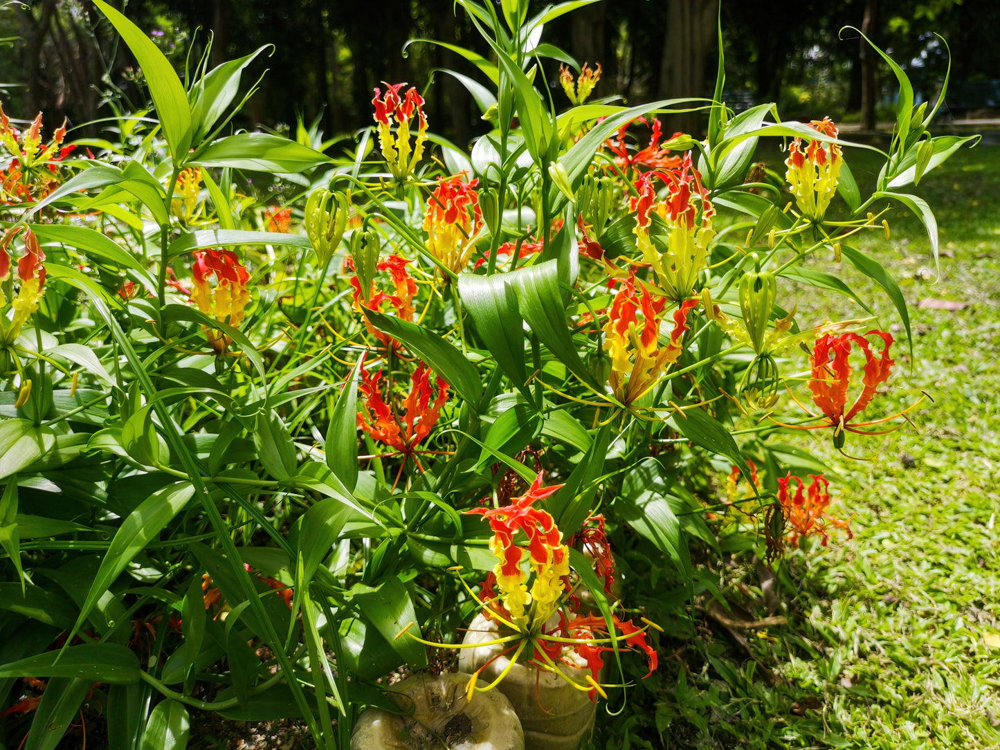 10 RED GLORIOSA LILY Flame Lily Gloriosa Superba Red & Yellow Flower Vine Seeds